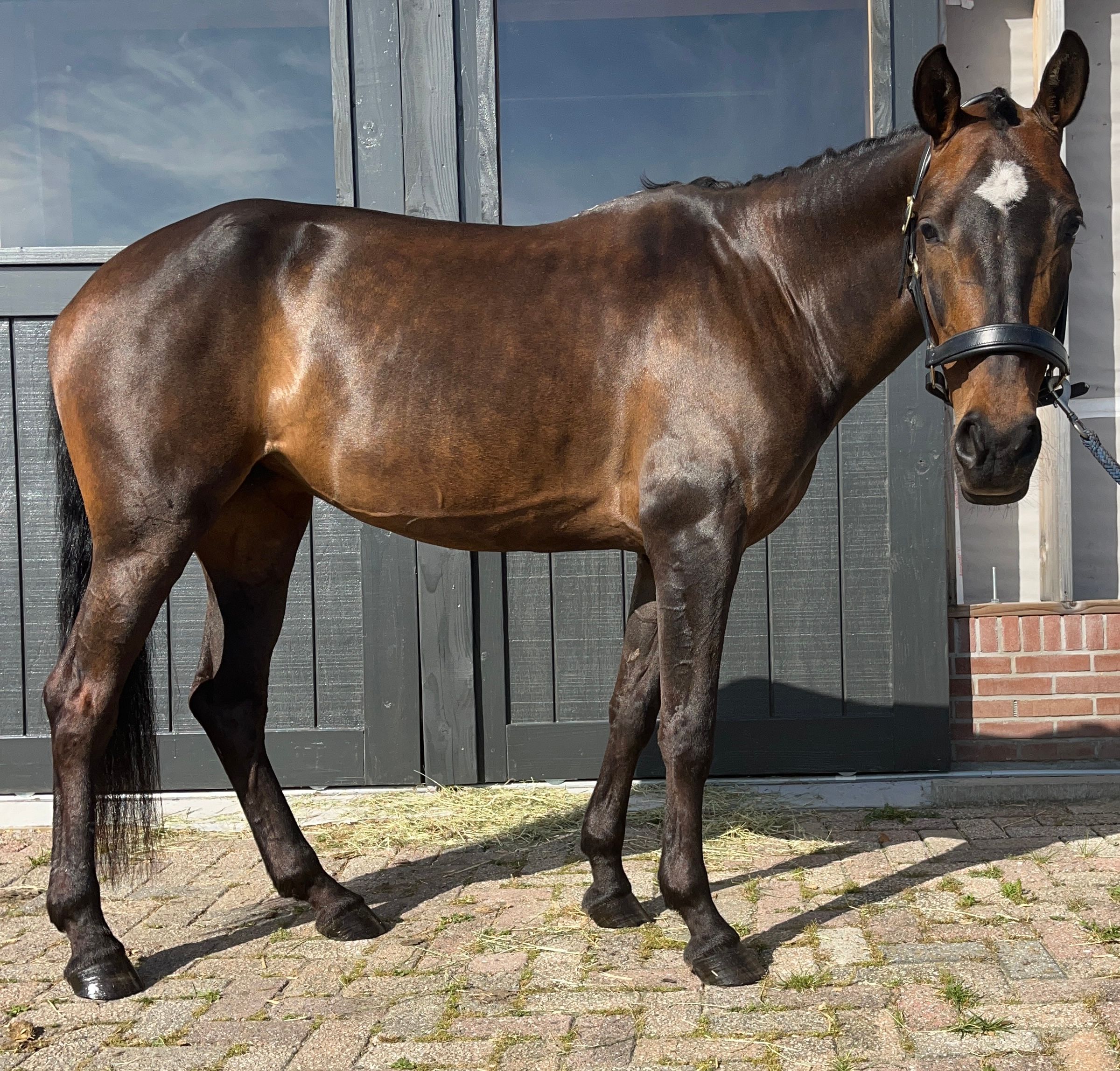 nrps allround-pony merrie 10 lat donkerbruin na sprzedaż - Zdjęcie 3