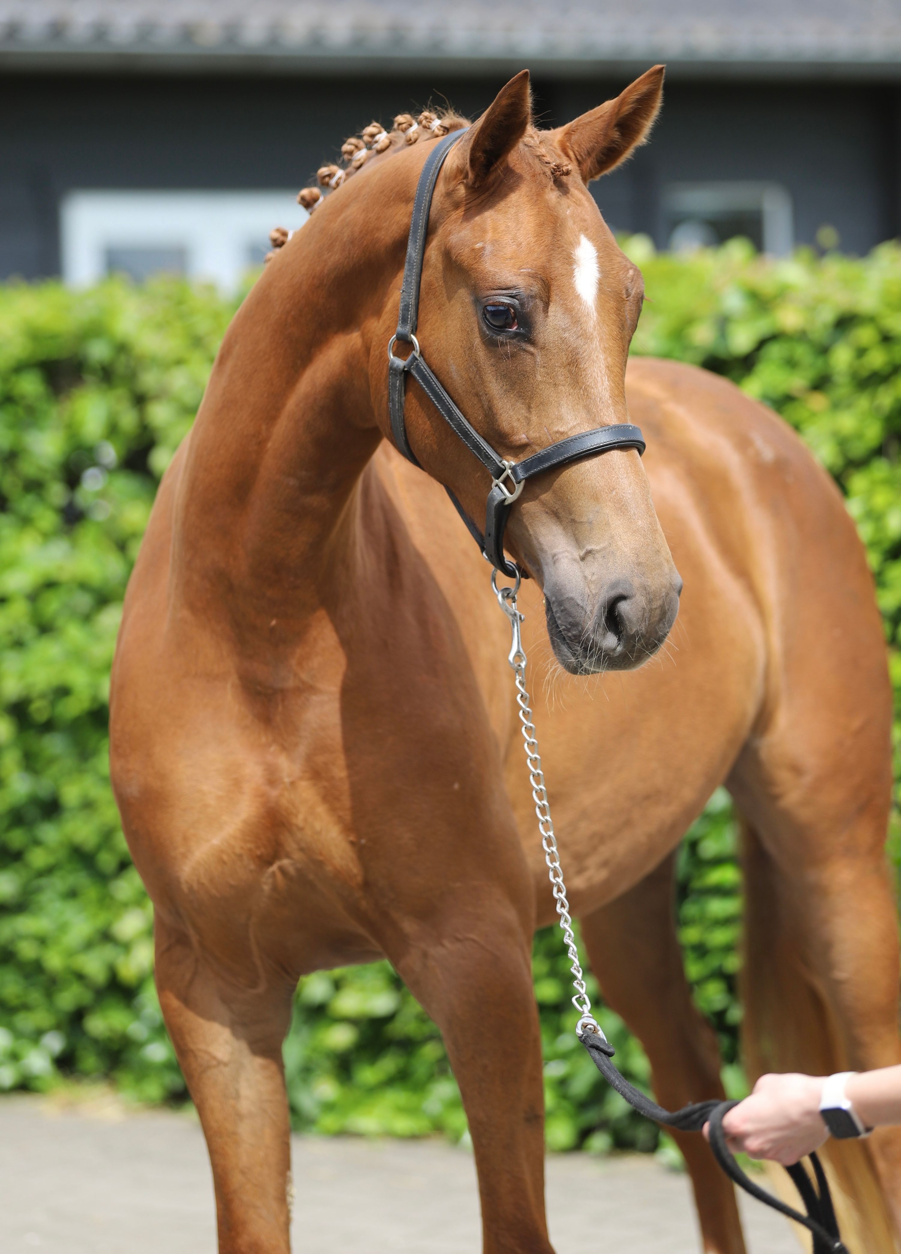 Ototo vd Wimphof産駒 美しい3歳牝馬