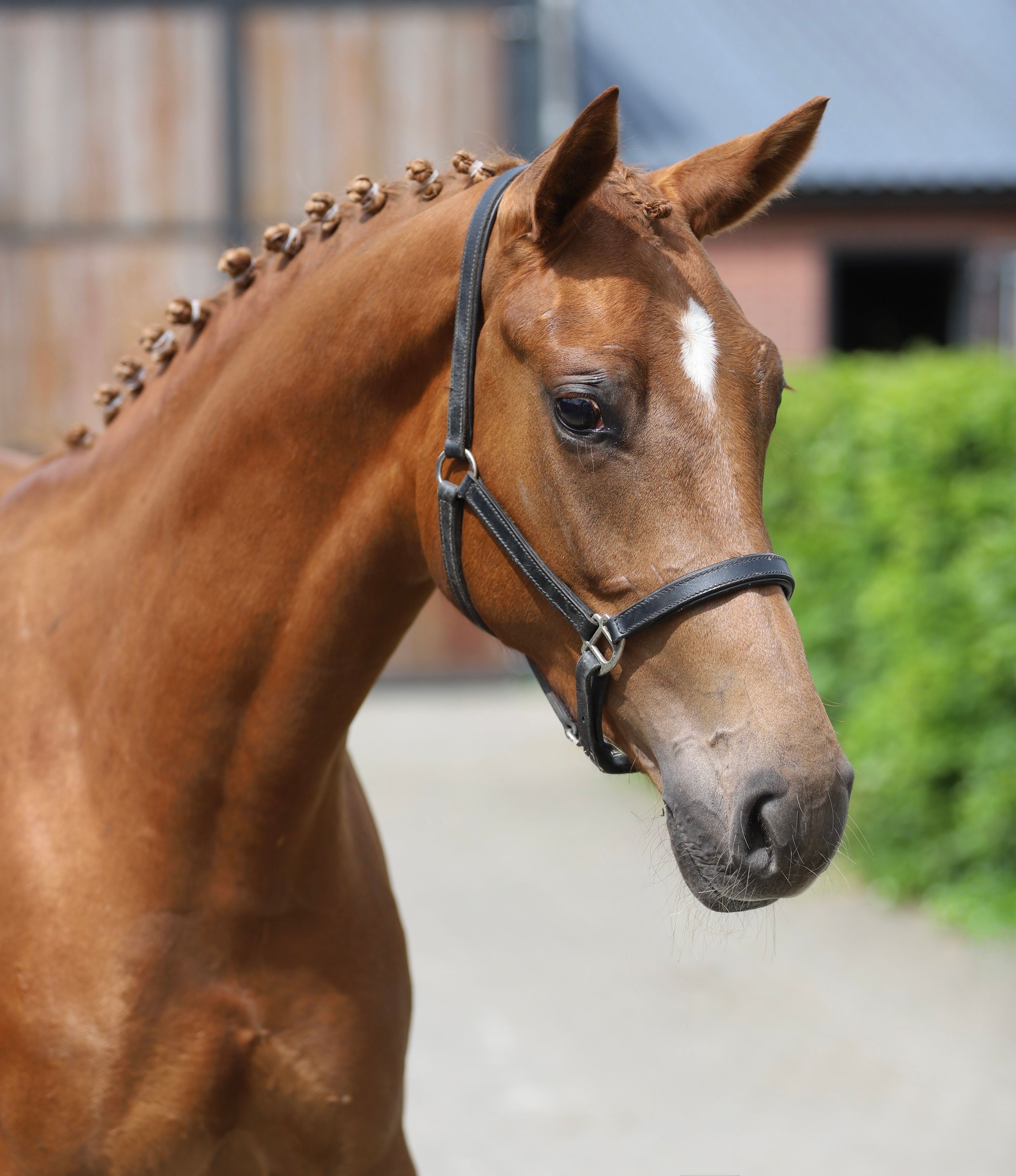 kwpn dressuurpaard merrie 3 歳 vos 売り出し中 - 写真 5