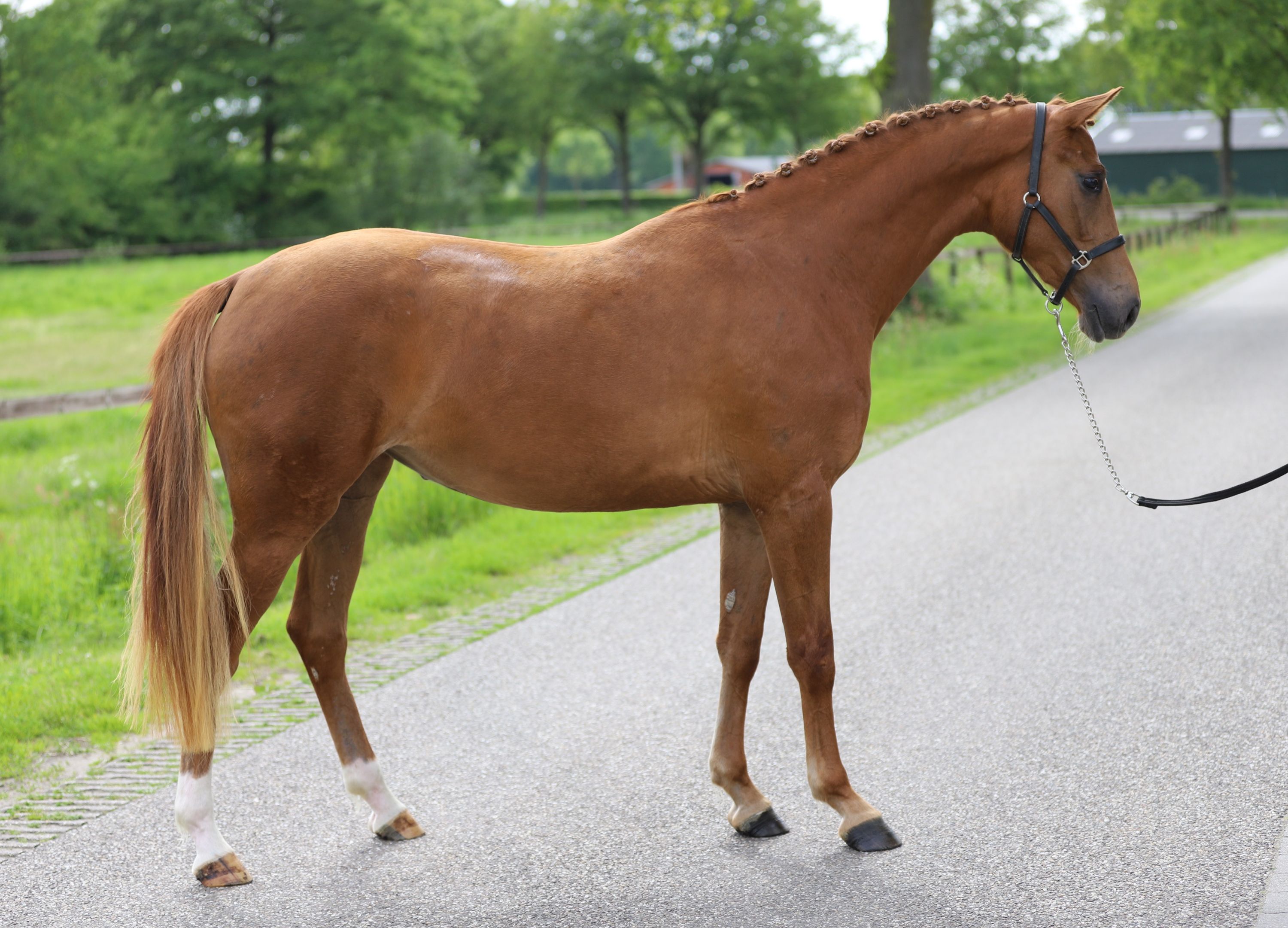 kwpn dressuurpaard merrie 3 歳 vos 売り出し中 - 写真 4
