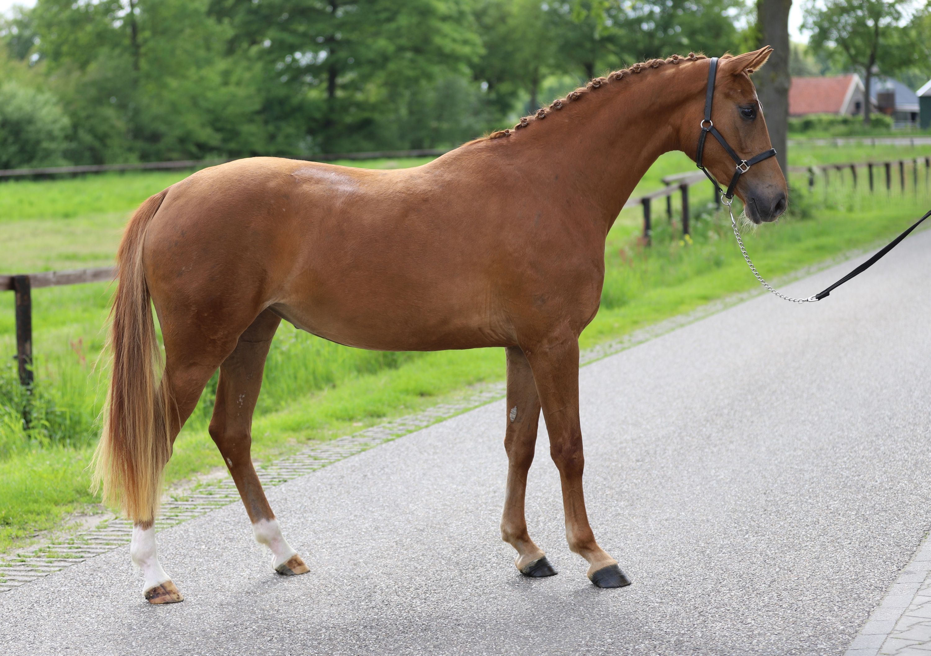 kwpn dressuurpaard merrie 3 歳 vos 売り出し中 - 写真 3
