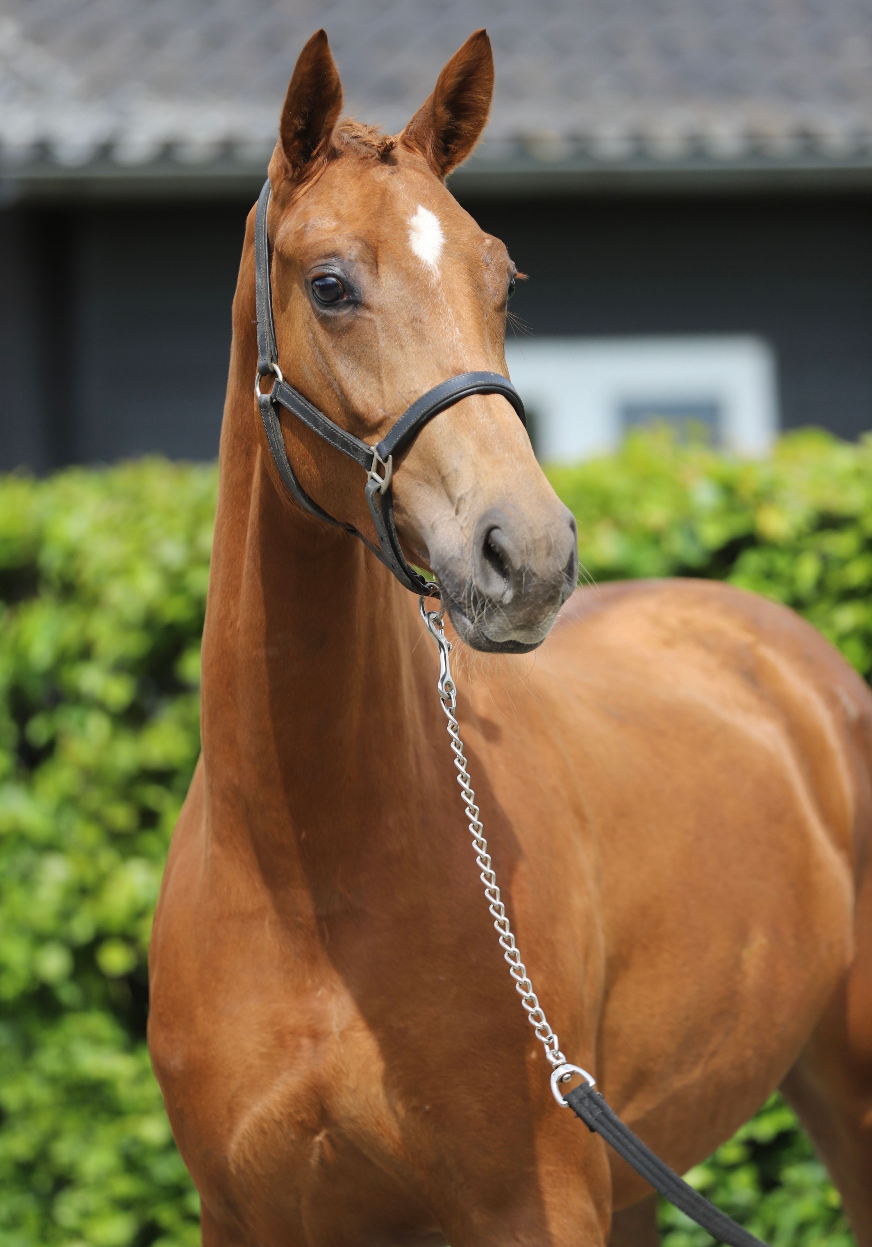 kwpn dressuurpaard merrie 3 歳 vos 売り出し中 - 写真 2