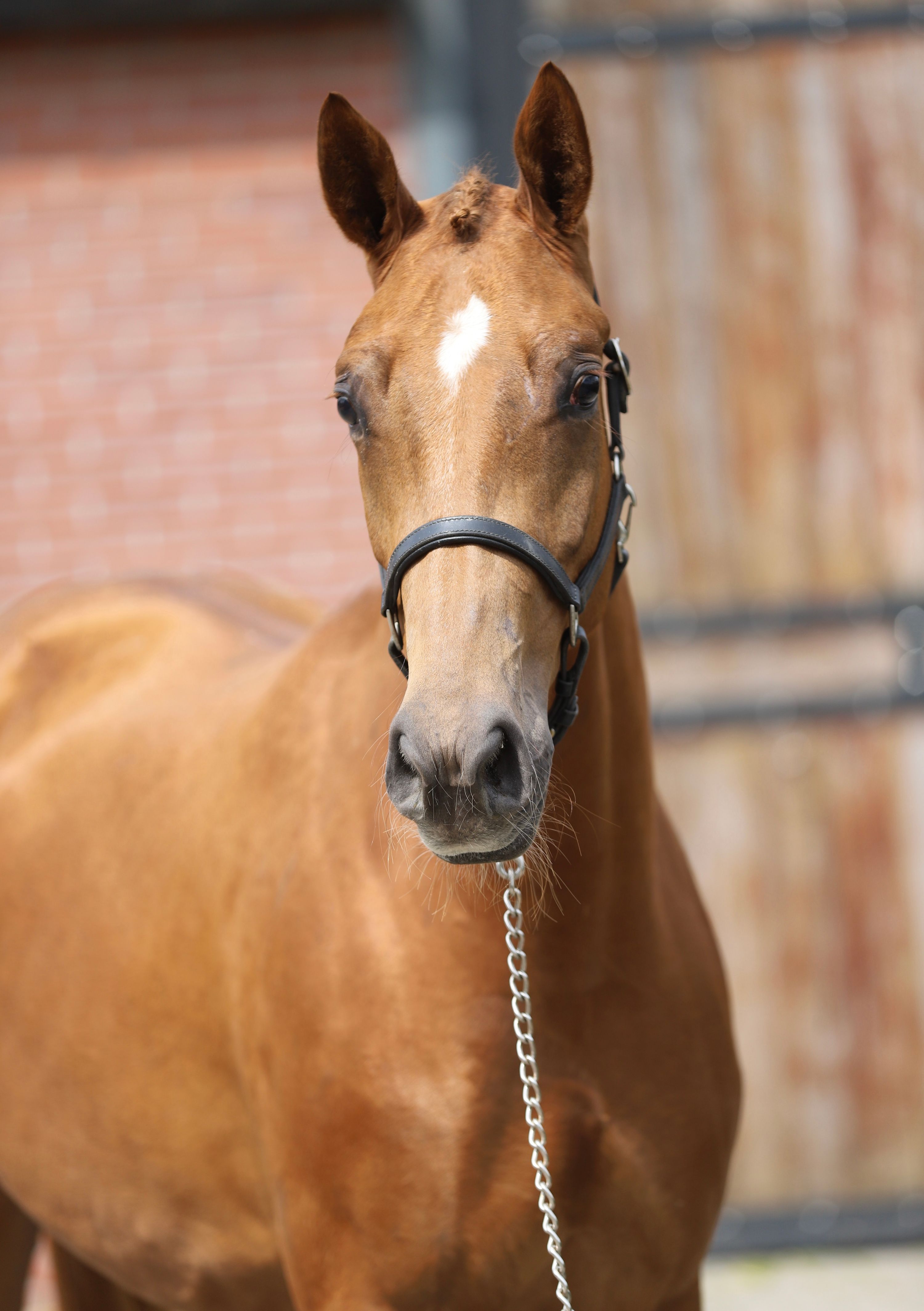 kwpn dressuurpaard merrie 3 歳 vos 売り出し中 - 写真 6