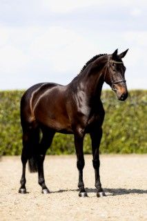 kwpn springpaard merrie 6 jaar donkerbruin te koop - Hoofdfoto