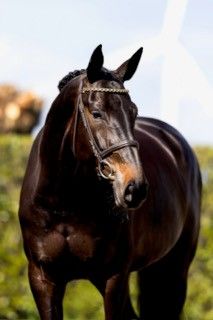 kwpn springpaard merrie 6 jaar donkerbruin te koop - Foto 2