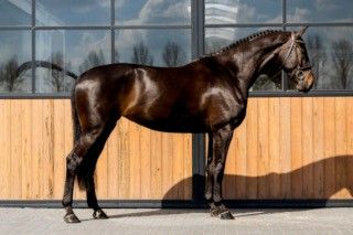 kwpn springpaard merrie 6 jaar donkerbruin te koop - Foto 3