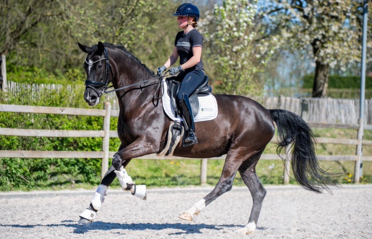 Puck – talented and well-behaved 9-year-old mare
