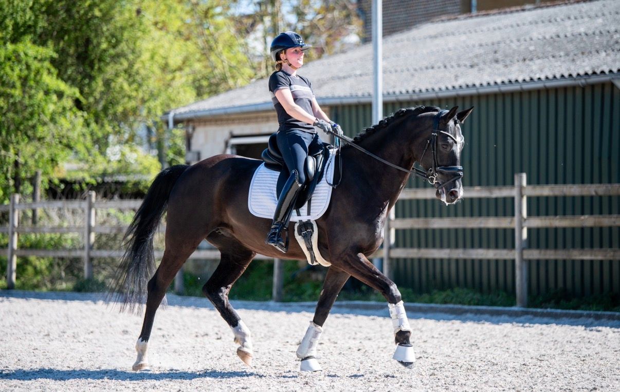 oldenburg dressuurpaard merrie 9 years old zwart for sale - Photo 3