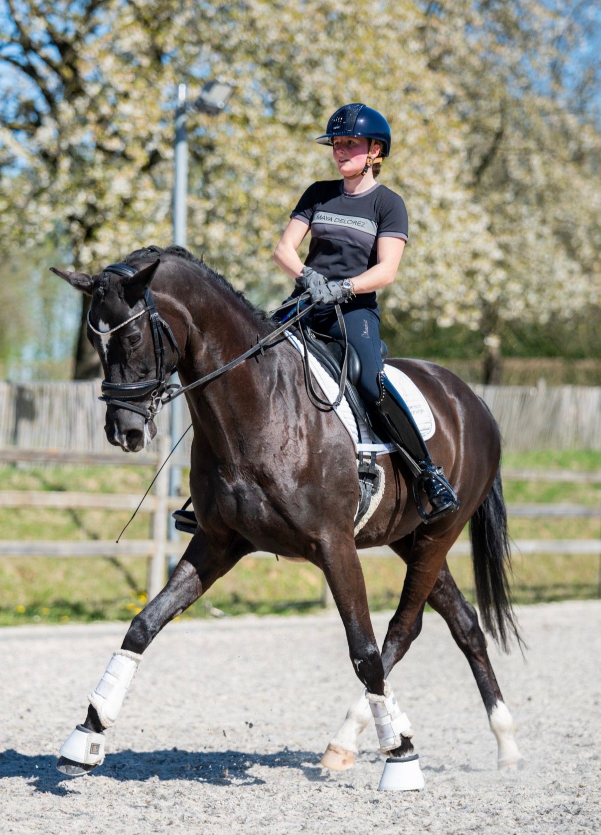 oldenburg dressuurpaard merrie 9 years old zwart for sale - Photo 4