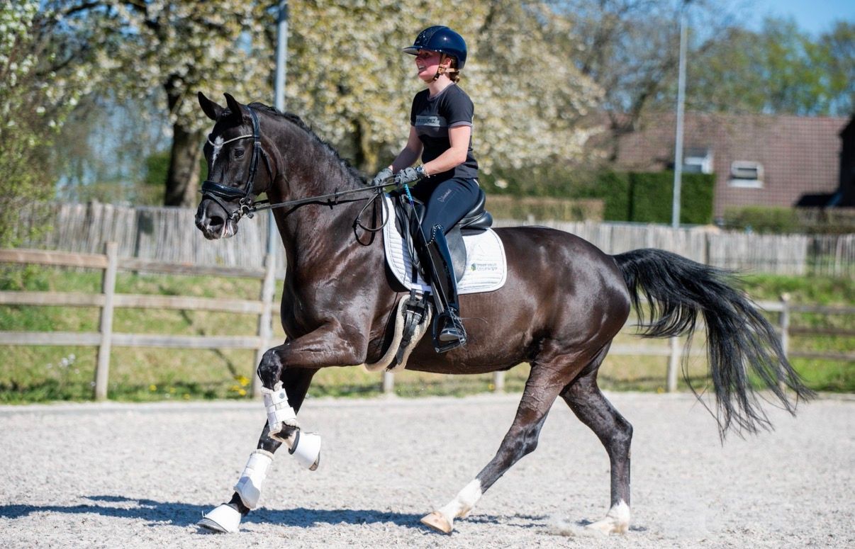 oldenburg dressuurpaard merrie 9 years old zwart for sale - Photo 2