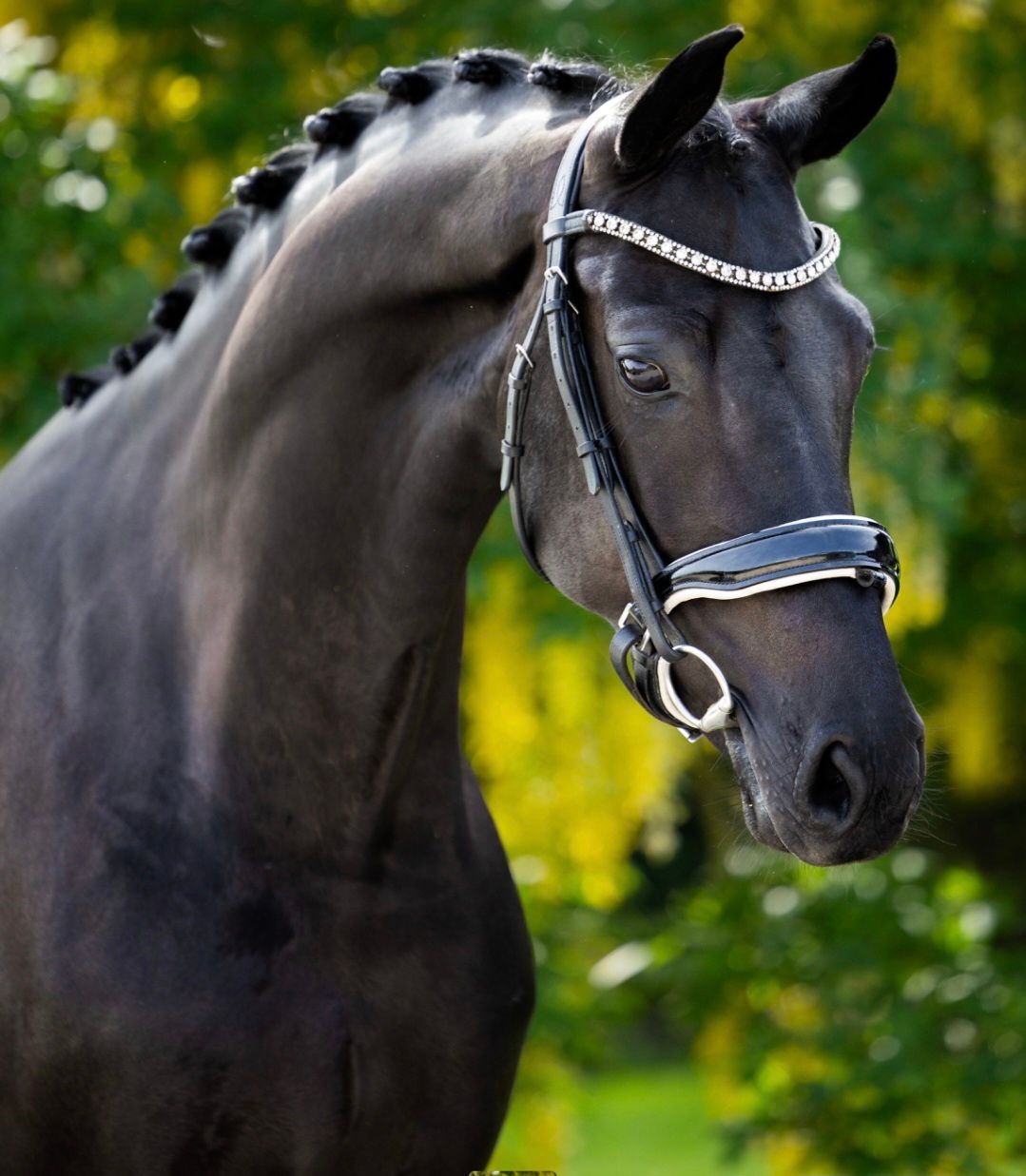 Elegant 4-årigt sto