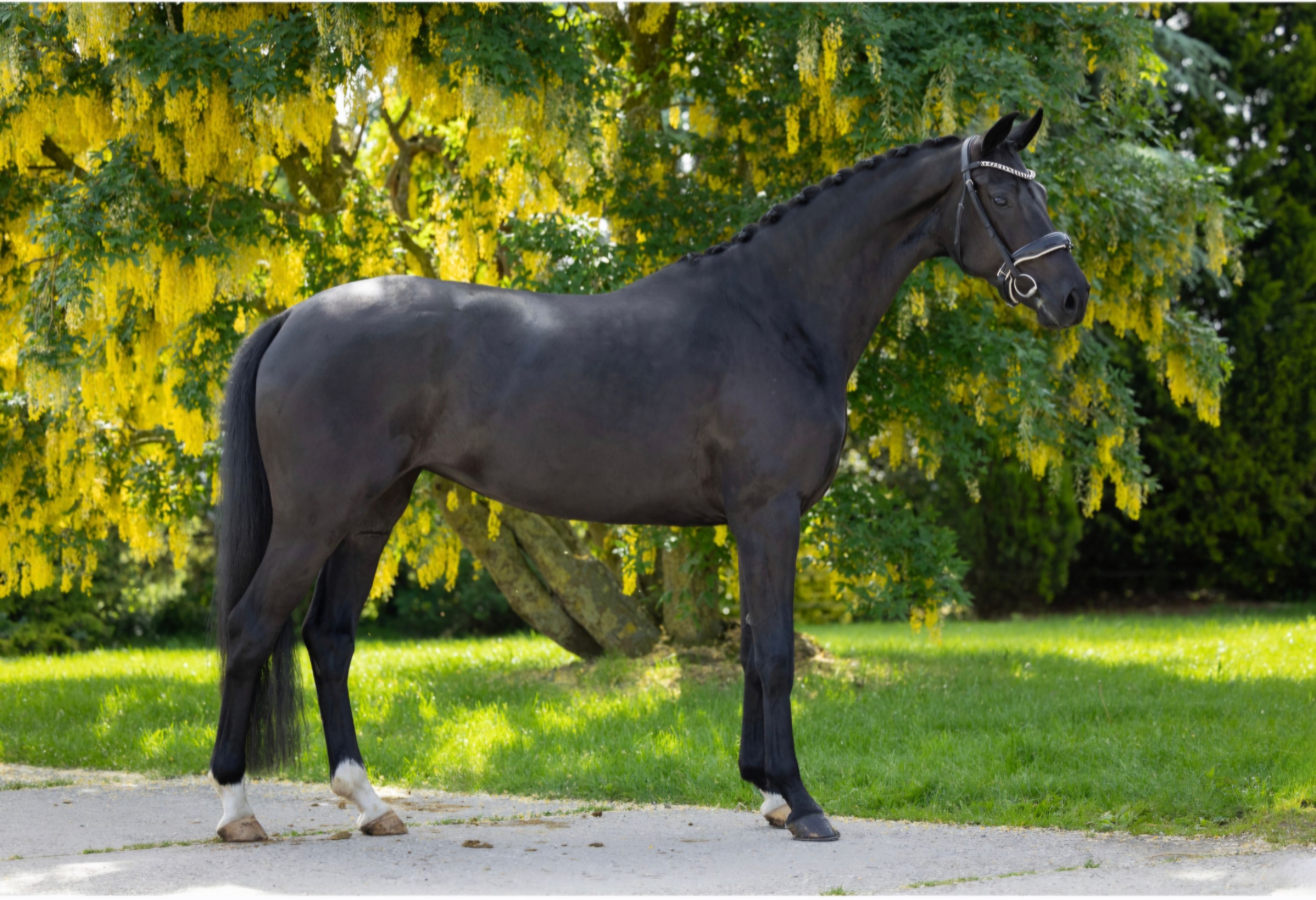 kwpn dressuurpaard merrie 4 år zwart till salu - Foto 3