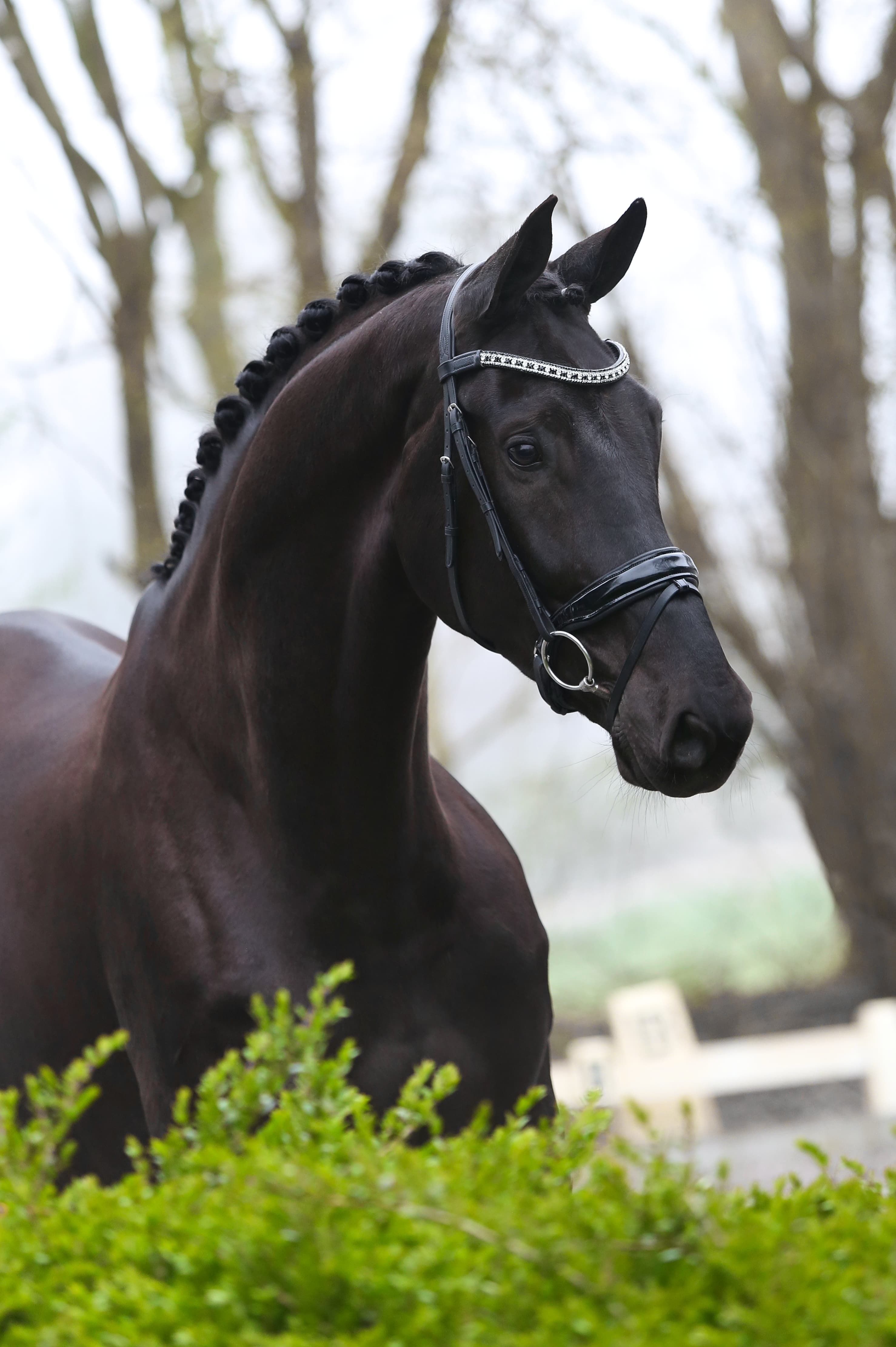 Horse with great charisma