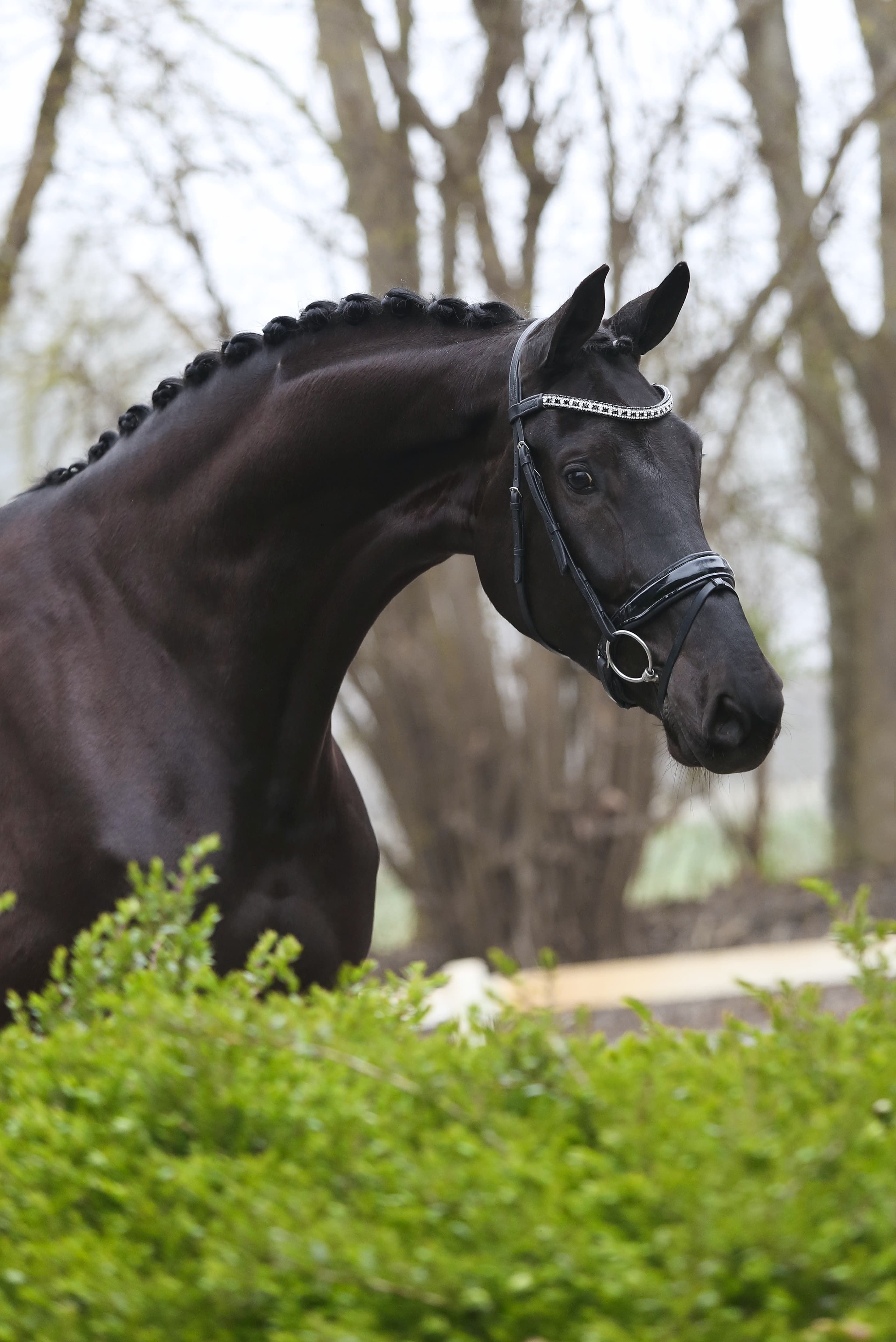kwpn dressuurpaard ruin 6 years old zwart for sale - Photo 2