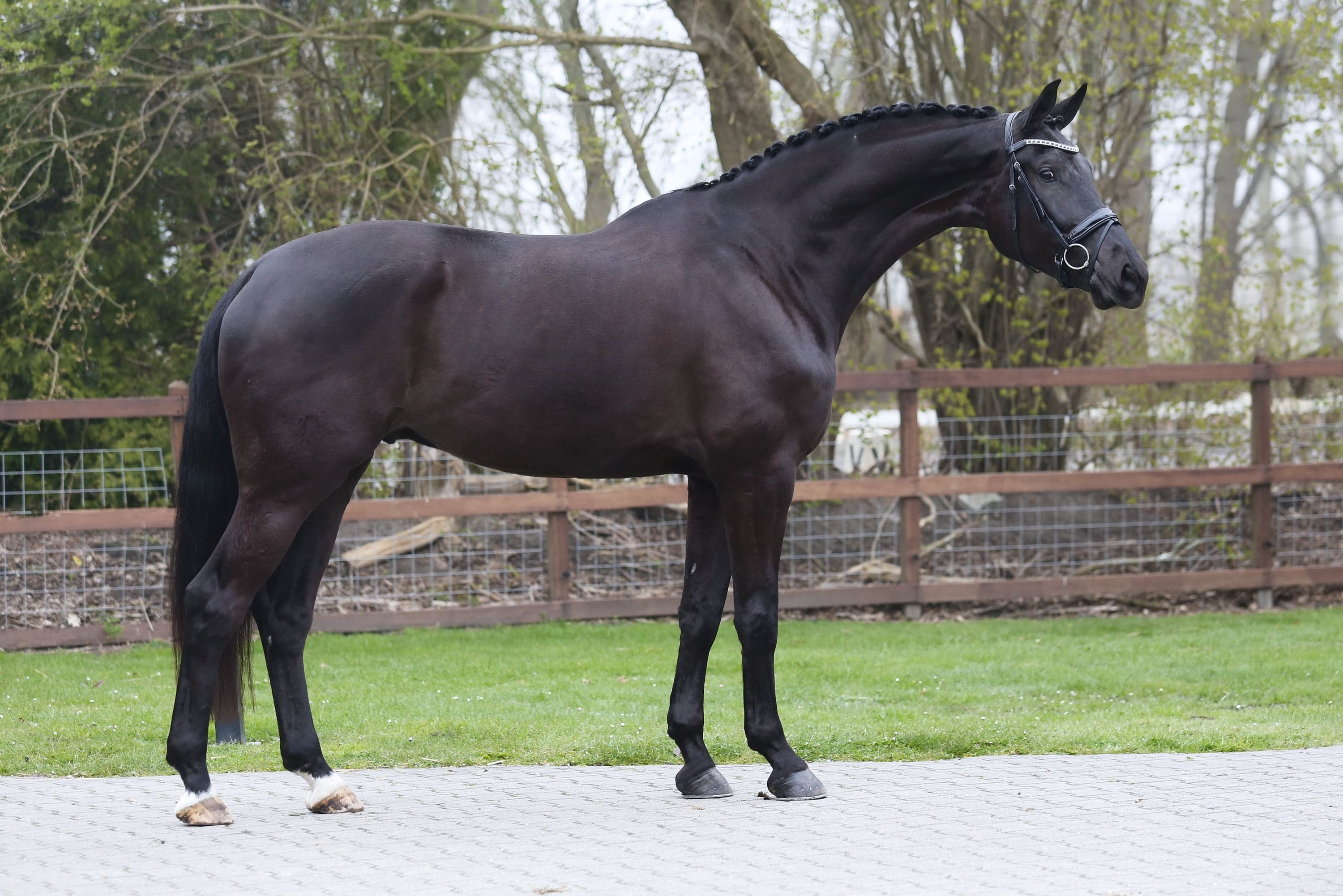 kwpn dressuurpaard ruin 6 years old zwart for sale - Photo 3