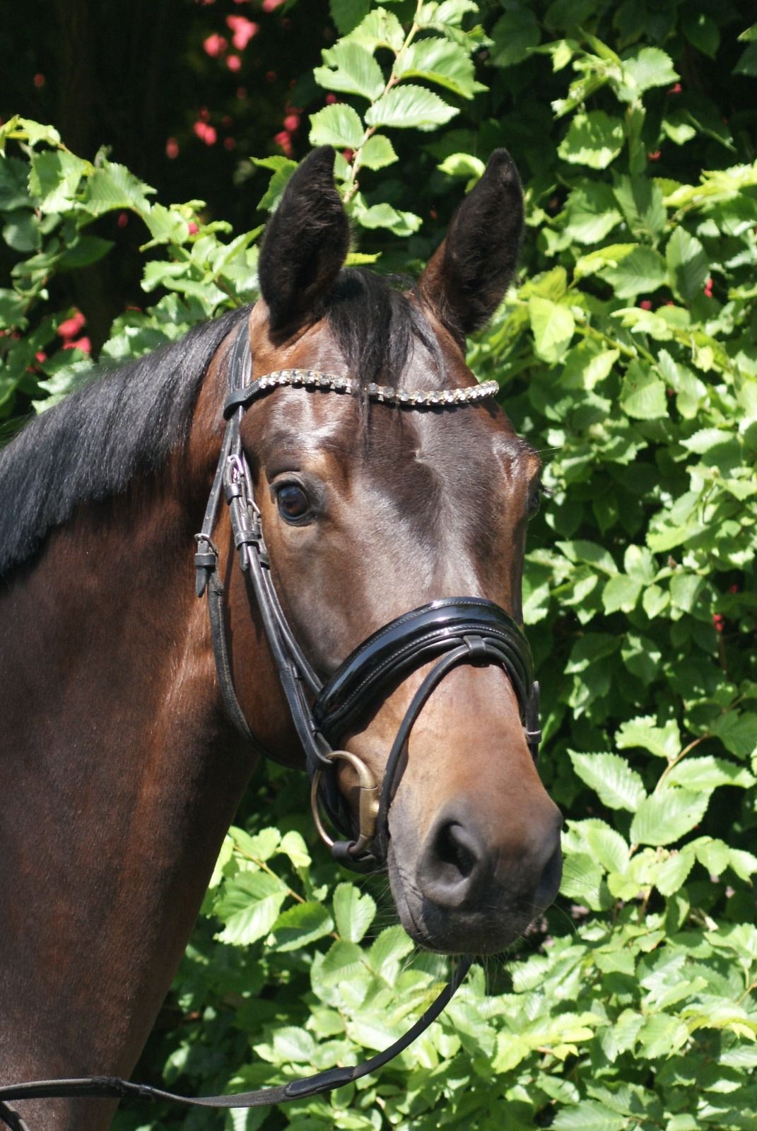 kwpn dressuurpaard merrie 4 years old donkerbruin for sale - Main photo