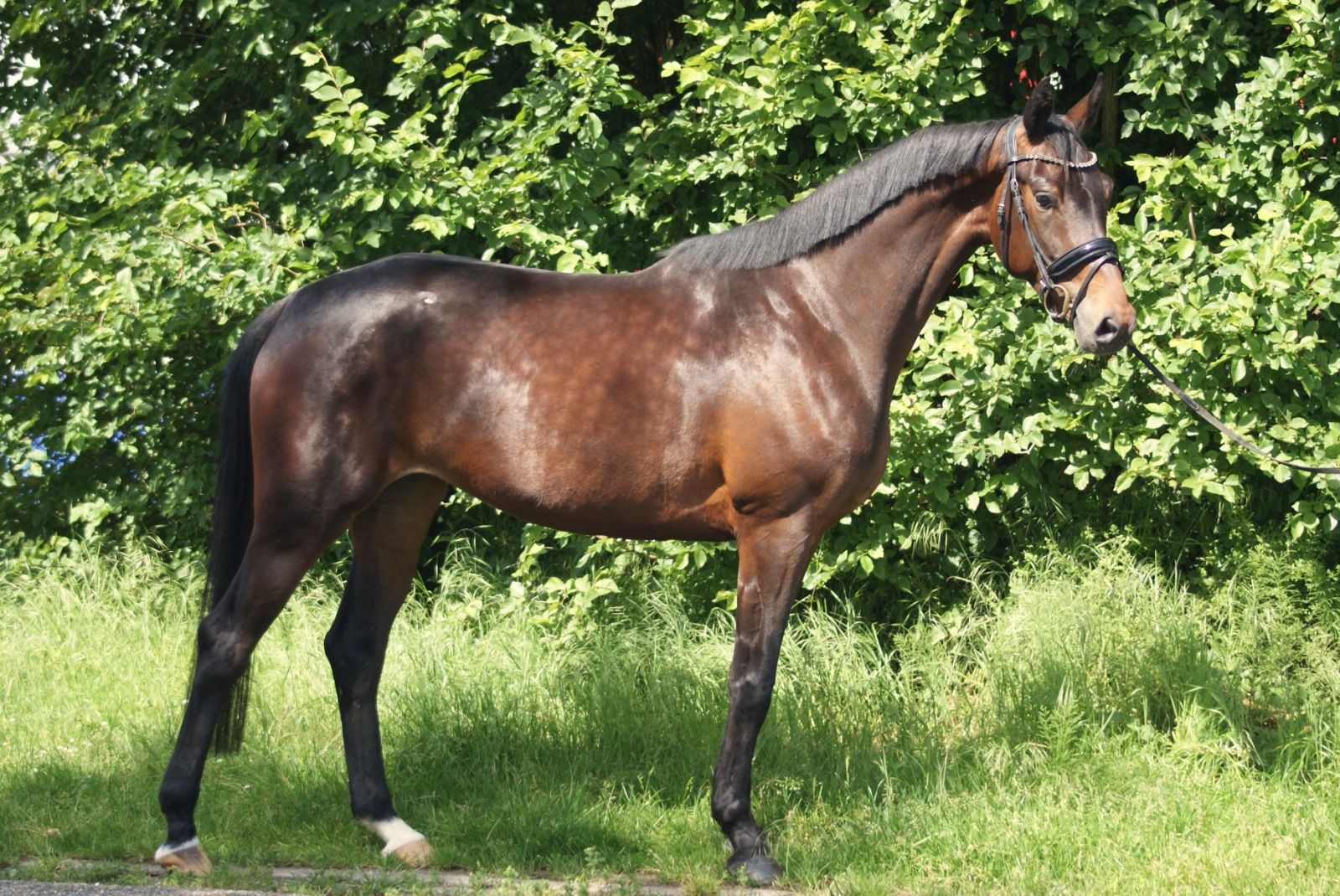 kwpn dressuurpaard merrie 4 years old donkerbruin for sale - Photo 2