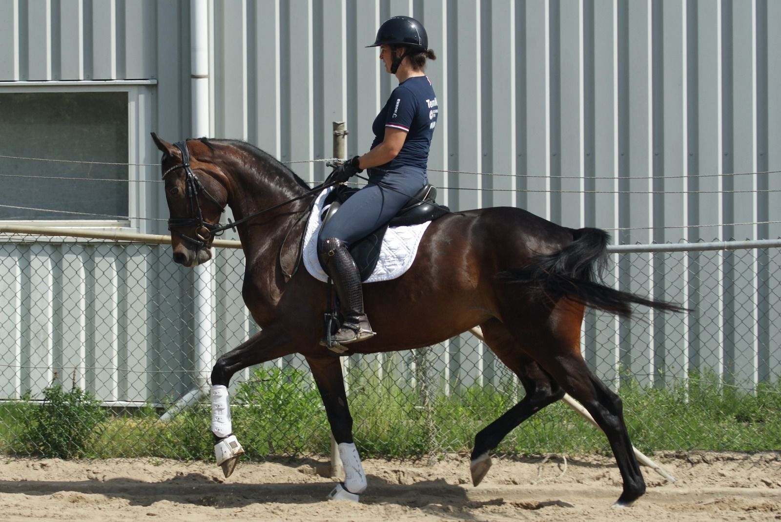 kwpn dressuurpaard merrie 4 years old donkerbruin for sale - Photo 3
