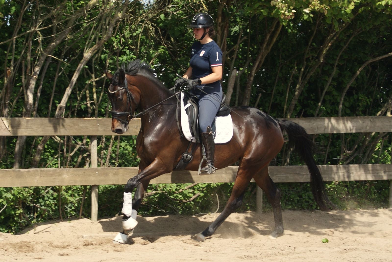 kwpn dressuurpaard merrie 4 years old donkerbruin for sale - Photo 4