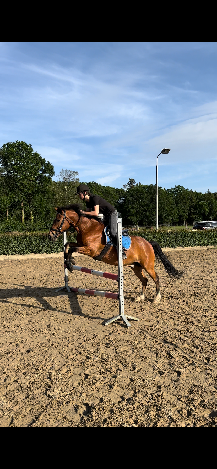 new-forest allround-pony ruin 14 let bruin na prodej - Foto 4