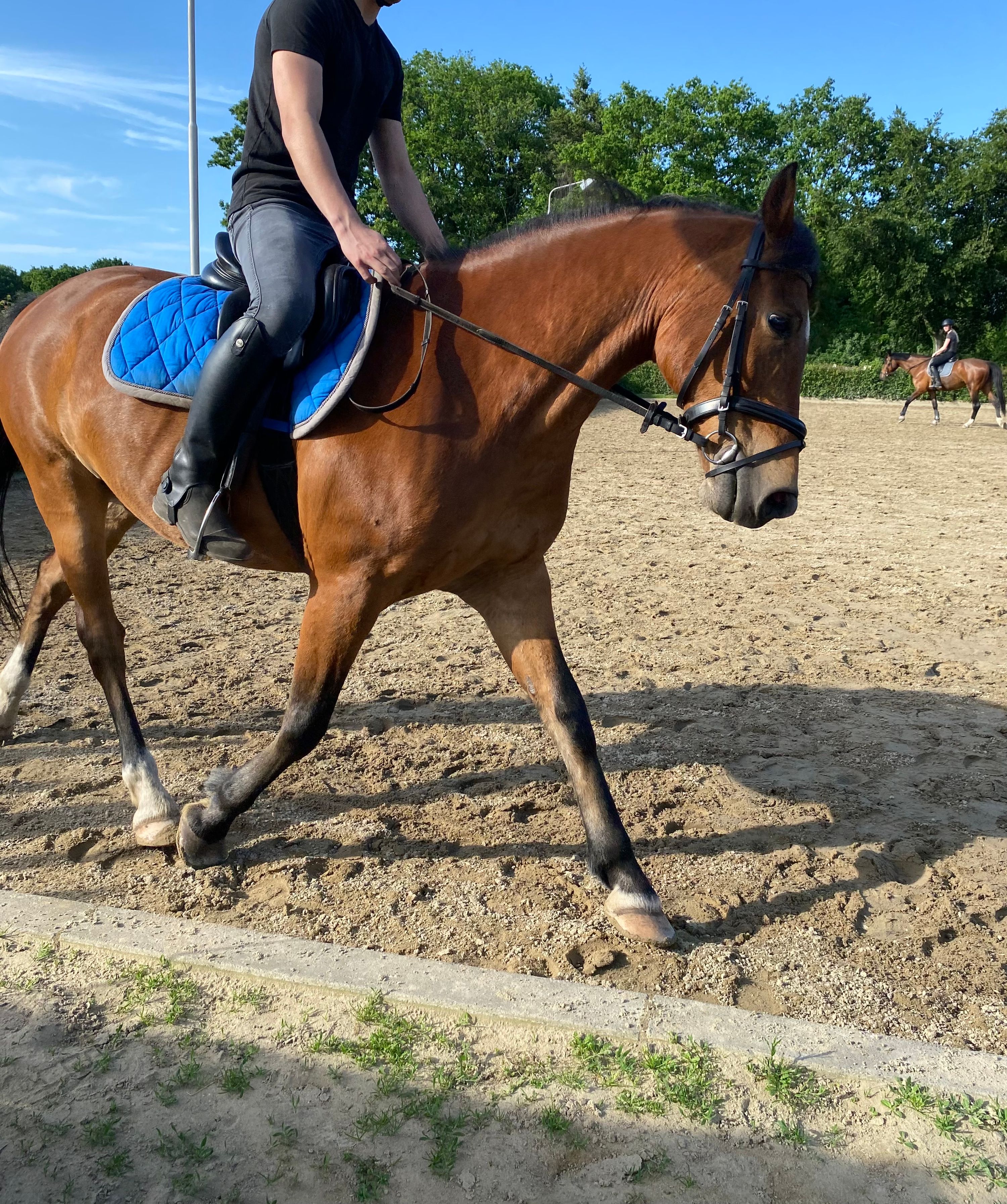 new-forest allround-pony ruin 14 let bruin na prodej - Foto 2