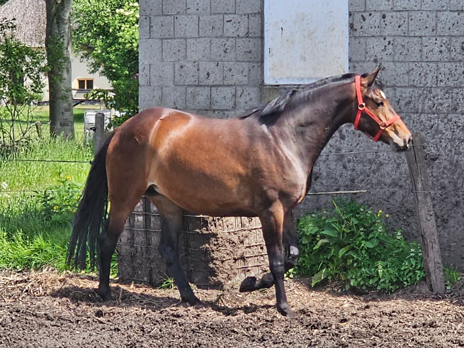 Stunning PROK-certified four-year-old Hermès daughter – dressage talent in the making