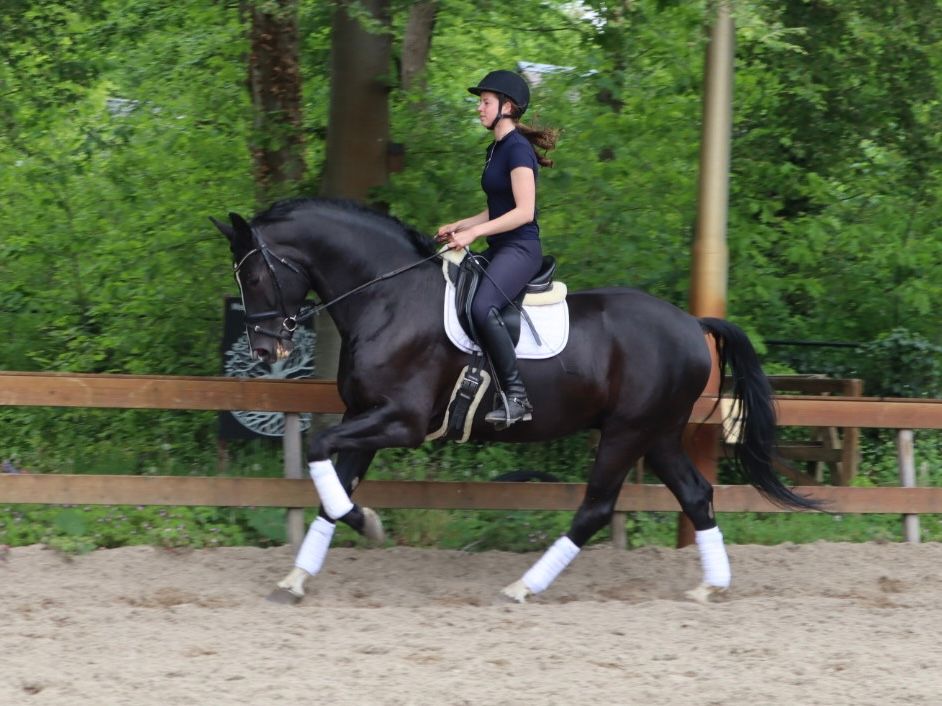 Sweet and willing 5-year-old gelding with superb movements