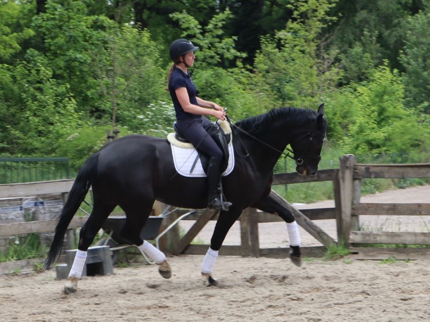 kwpn dressuurpaard ruin 5 years old zwart for sale - Photo 3