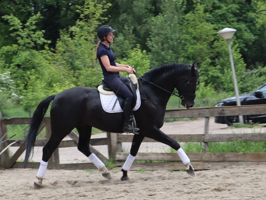 kwpn dressuurpaard ruin 5 years old zwart for sale - Photo 4