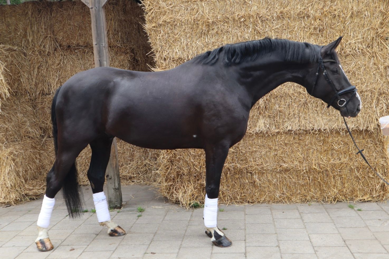 kwpn dressuurpaard ruin 5 years old zwart for sale - Photo 6
