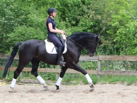 kwpn dressuurpaard ruin 5 years old zwart for sale - Photo 2