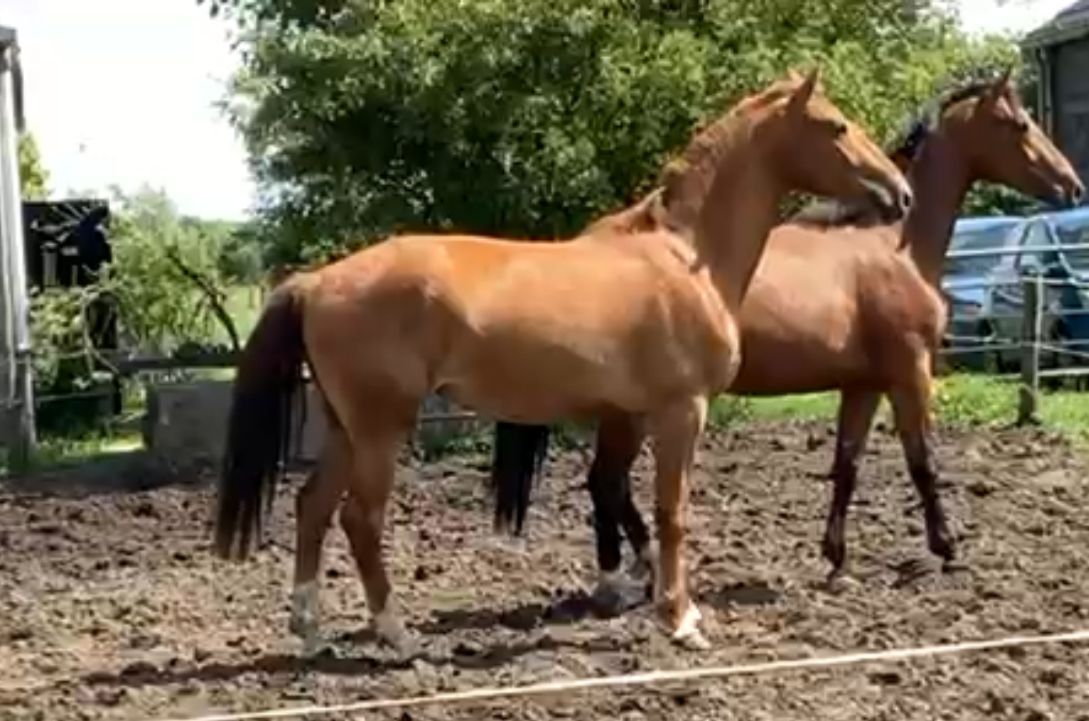 TWO-YEAR-OLD DRESSAGE MARE WITH CHARACTER, RADIANCE AND MOVEMENT FROM A PROVEN DAMLINE