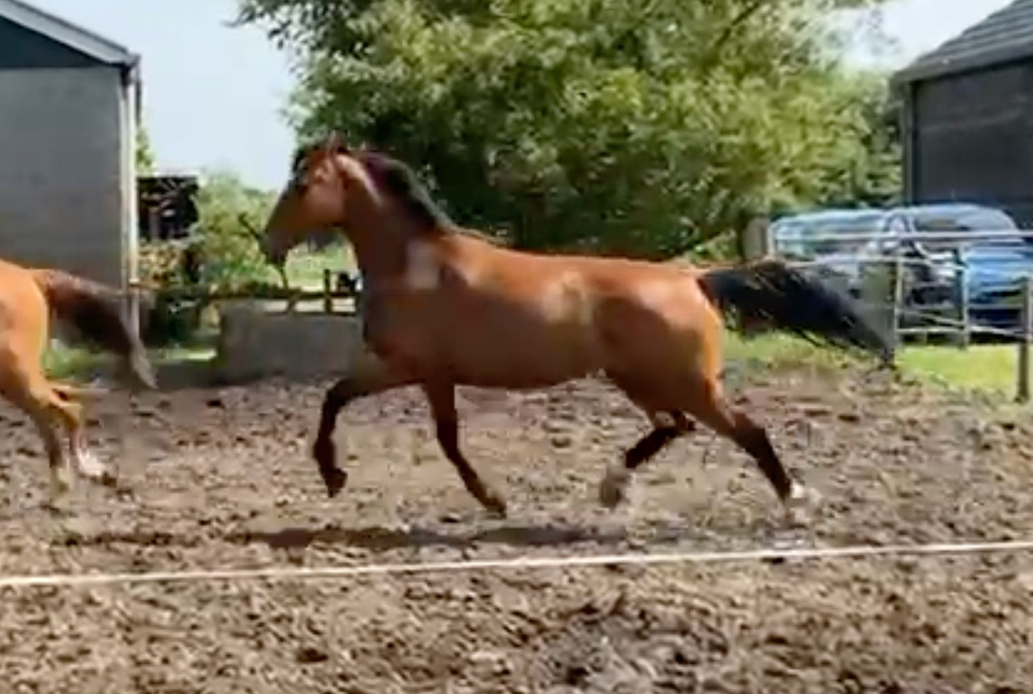 ROBUST VERSATILE PUREBRED GELDERLANDER TWO-YEAR-OLD MARE