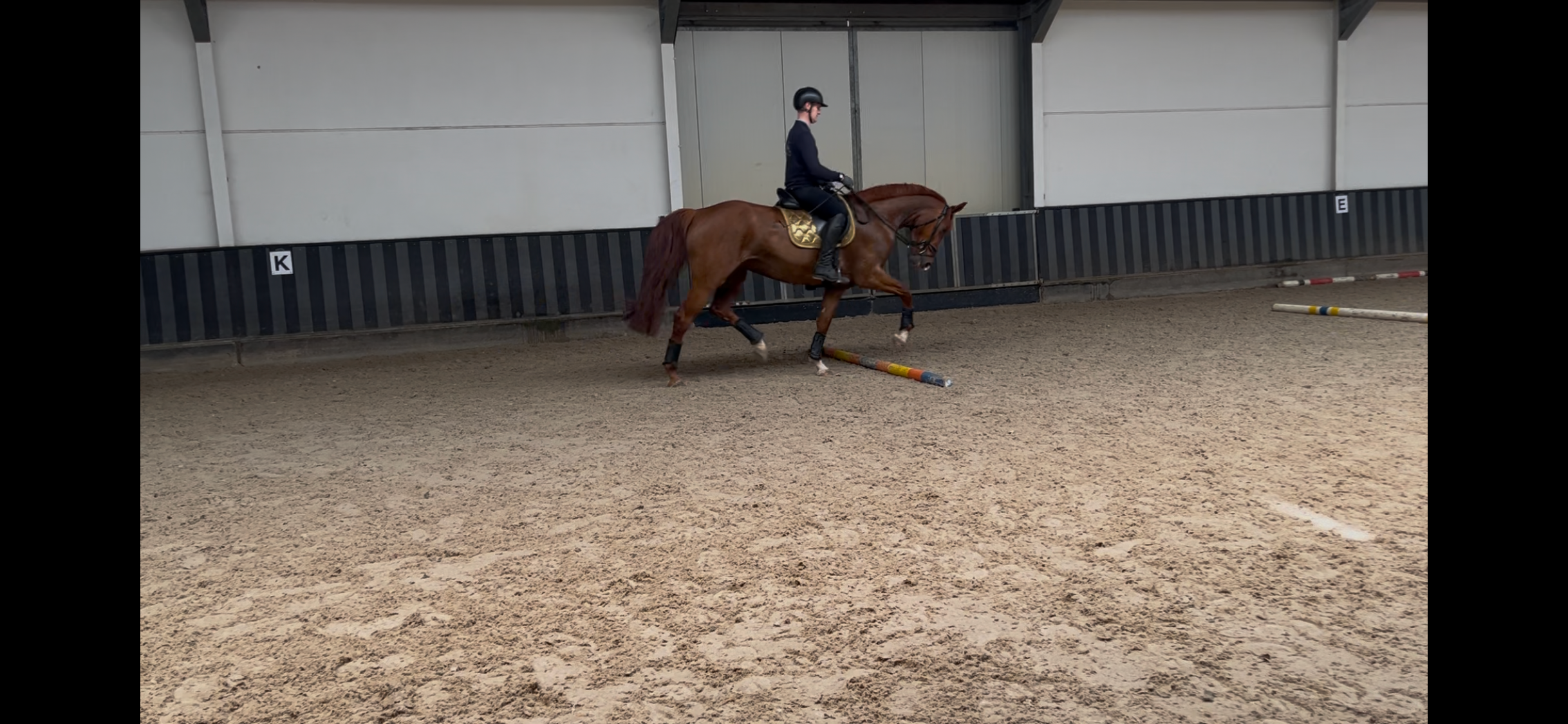 Handsome dressage horse
