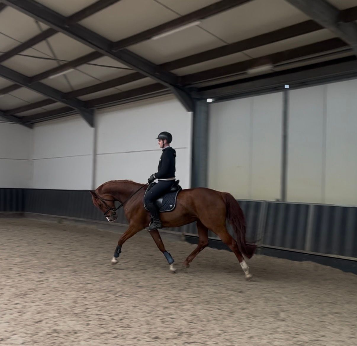 oldenburg dressuurpaard merrie 9 years old vos for sale - Photo 2