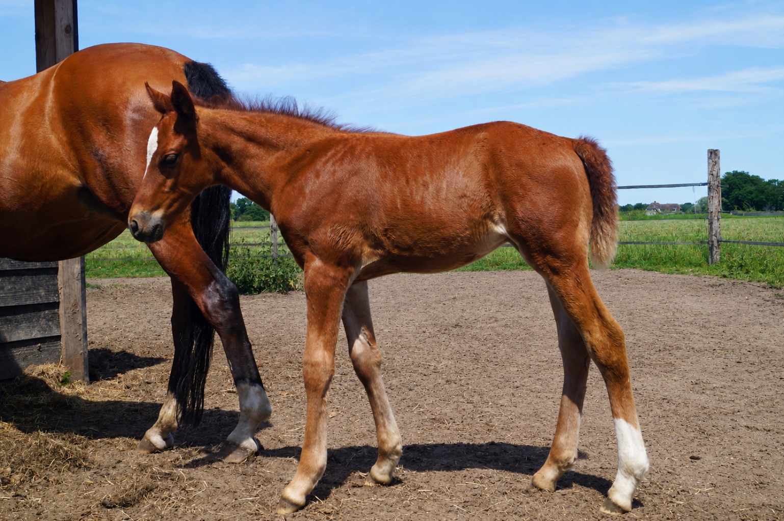 nrps springpony hengst 0 år vos till salu - Foto 6