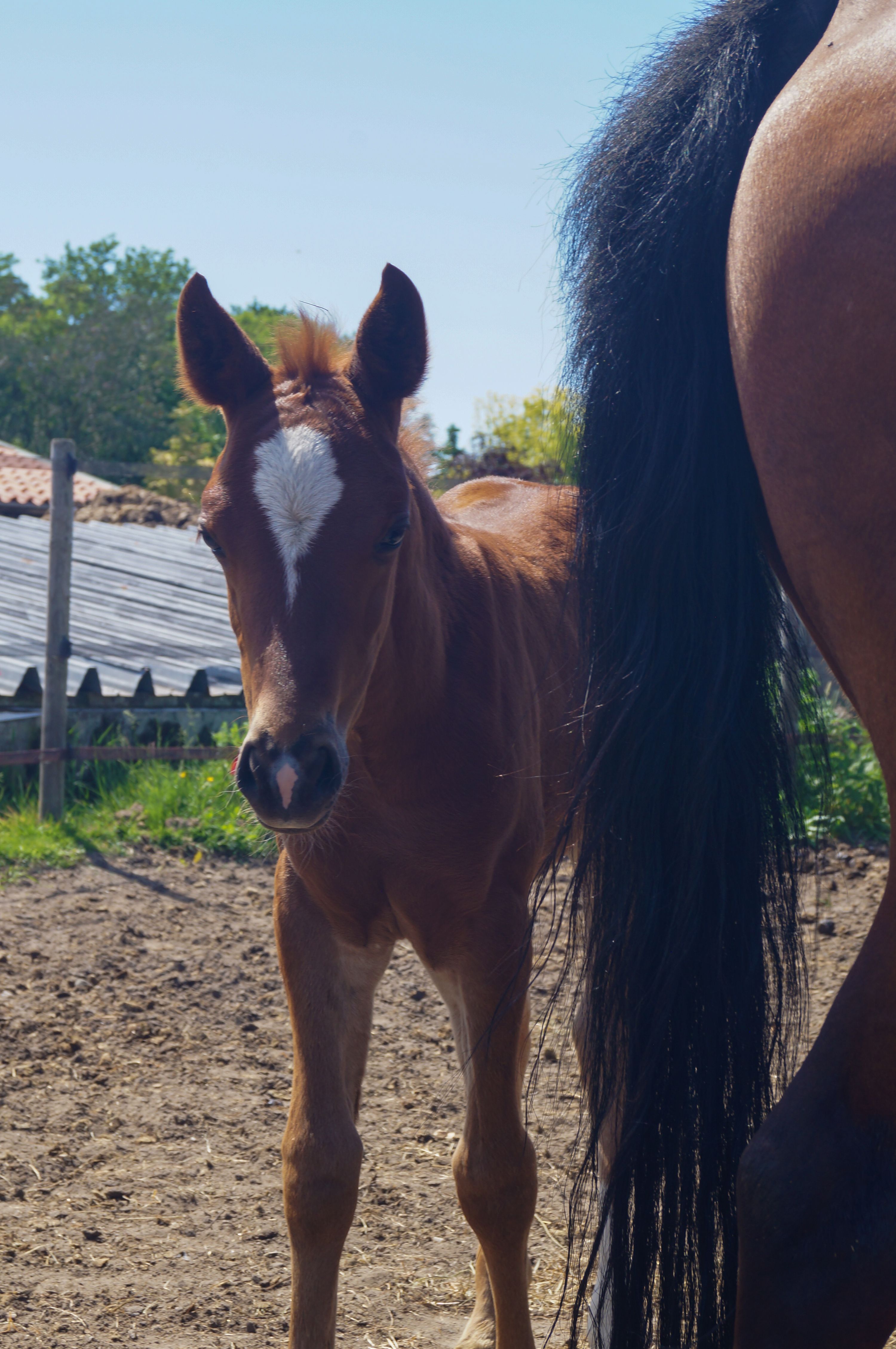 nrps springpony hengst 0 år vos till salu - Foto 2