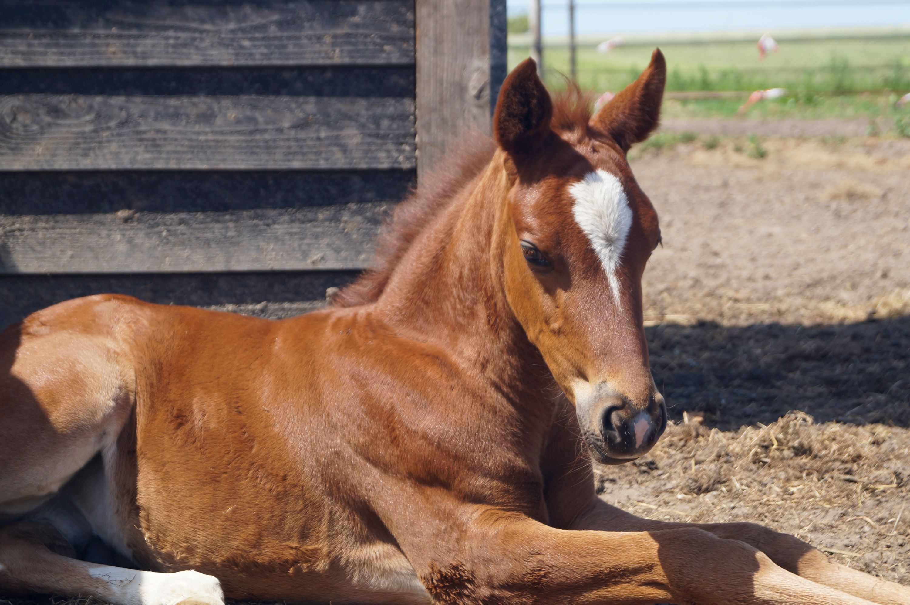 nrps springpony hengst 0 år vos till salu - Foto 3
