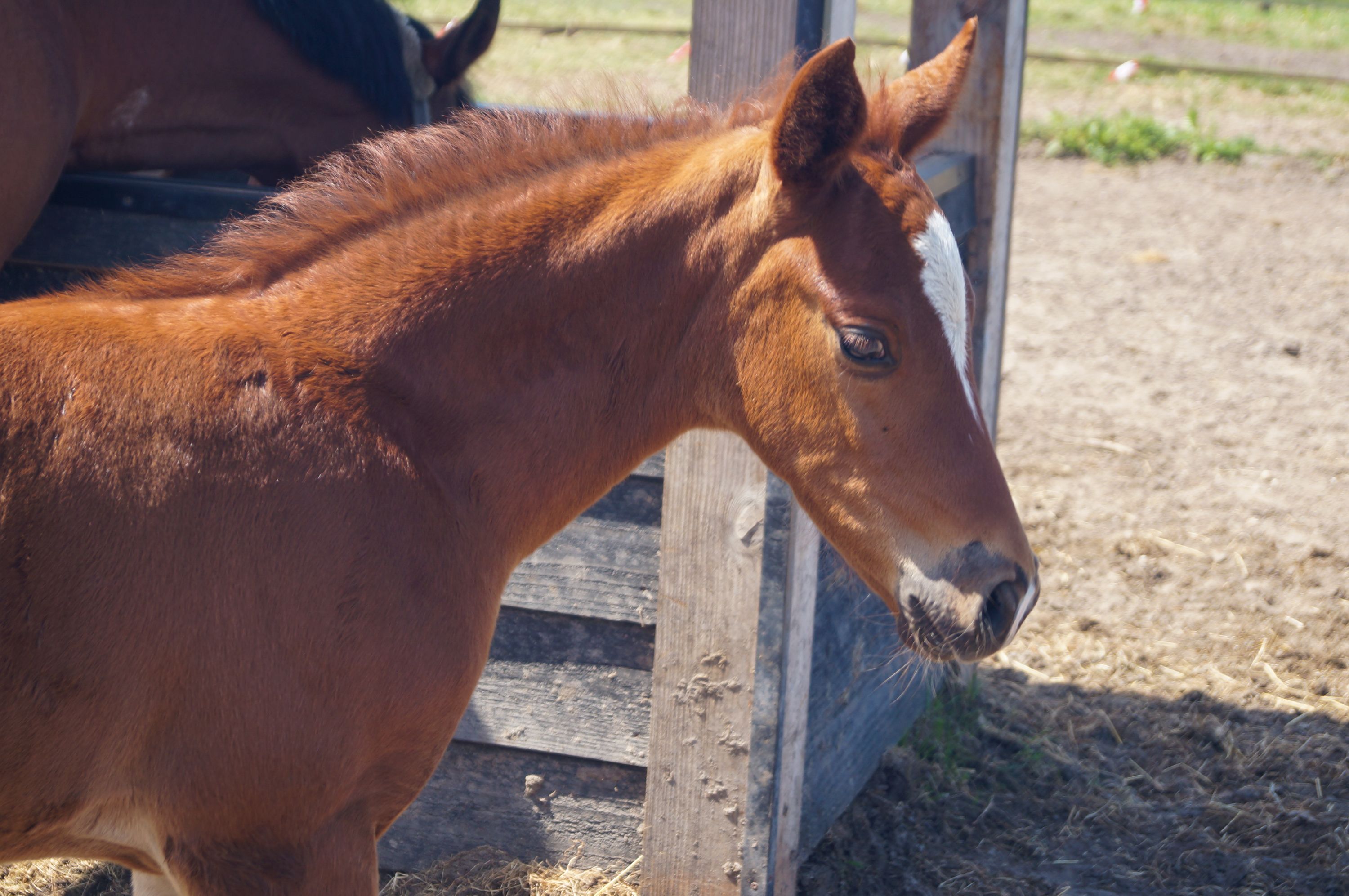 nrps springpony hengst 0 år vos till salu - Foto 4
