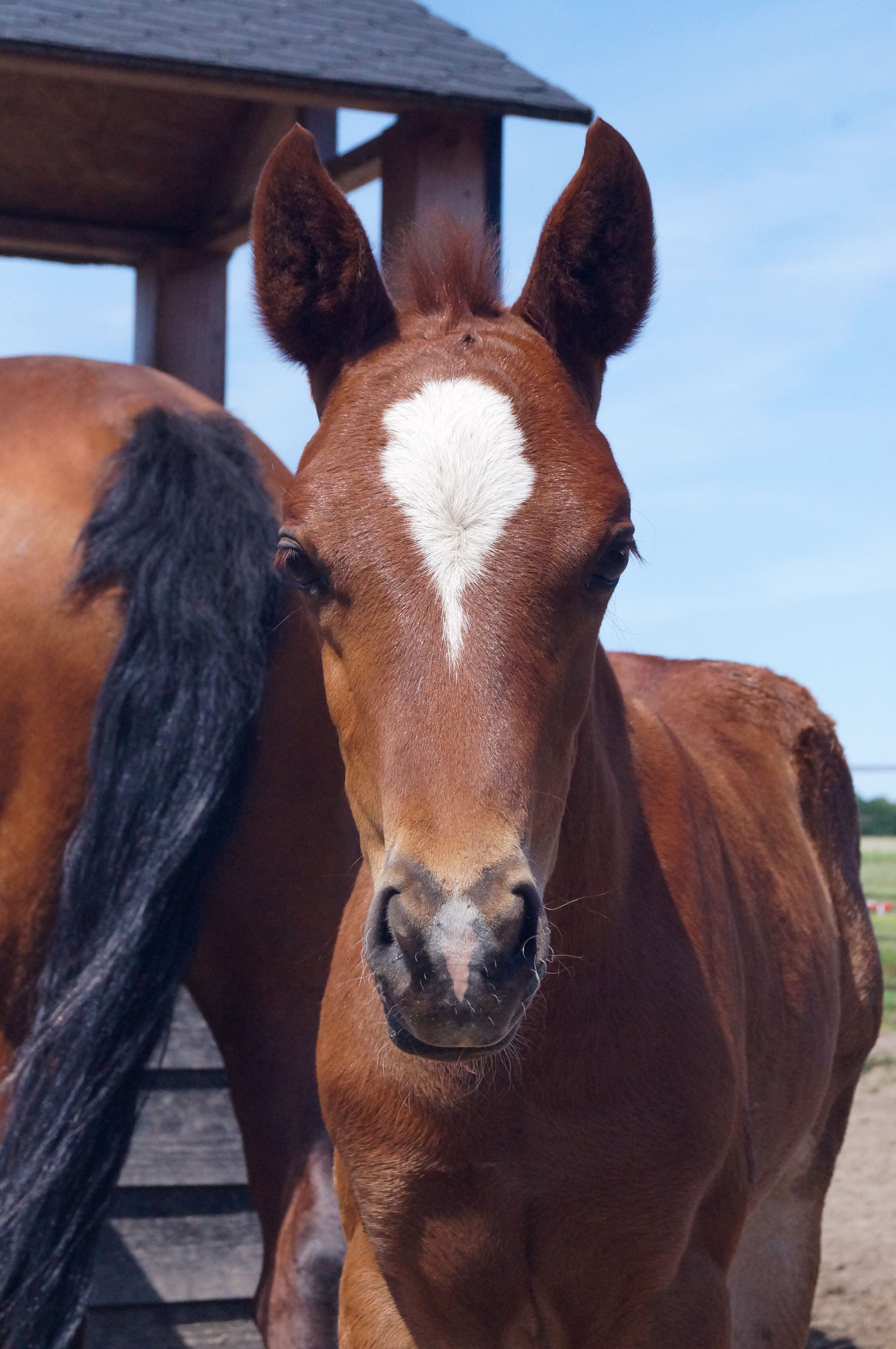 nrps springpony hengst 0 år vos till salu - Foto 5