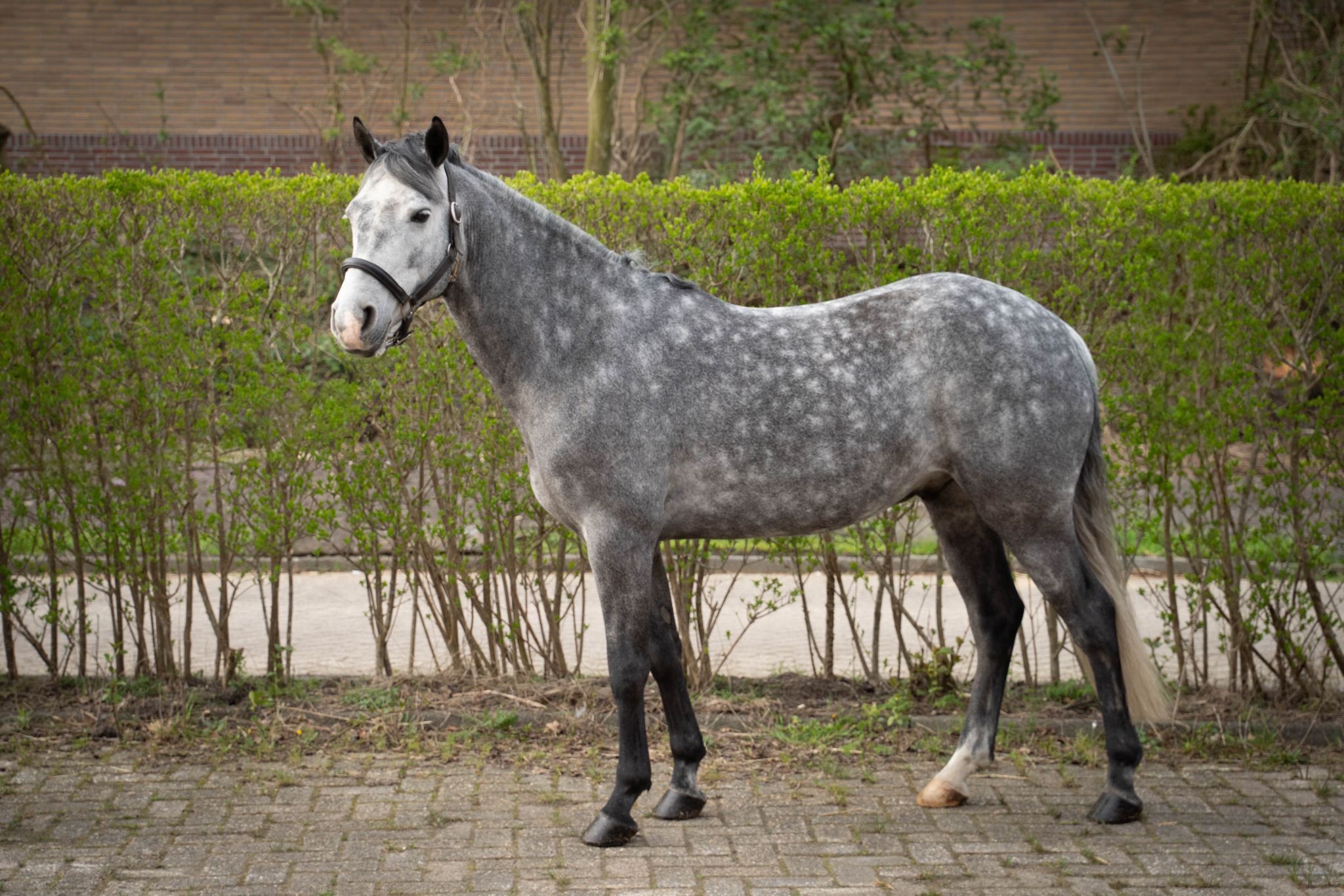 connemara allround-pony ruin 7 år andere-kleur till salu - Foto 3