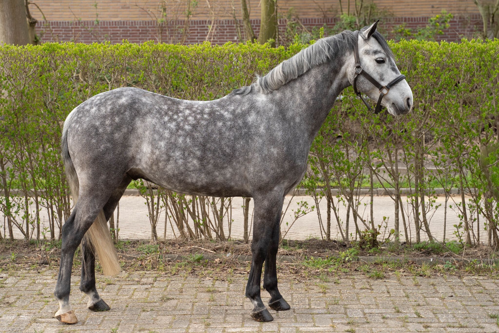 Bon poney de sport polyvalent