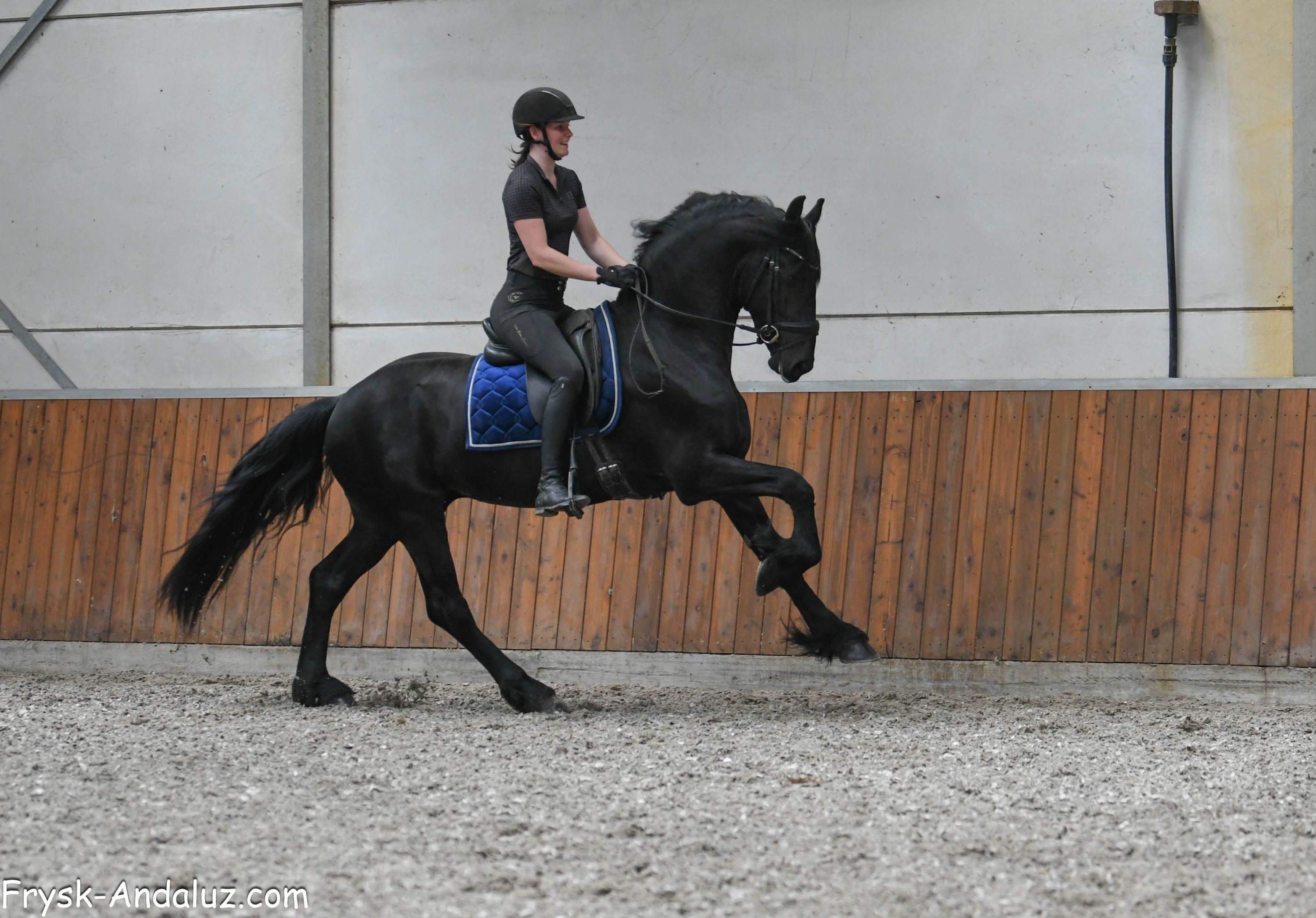 talented stallion Wibren AA