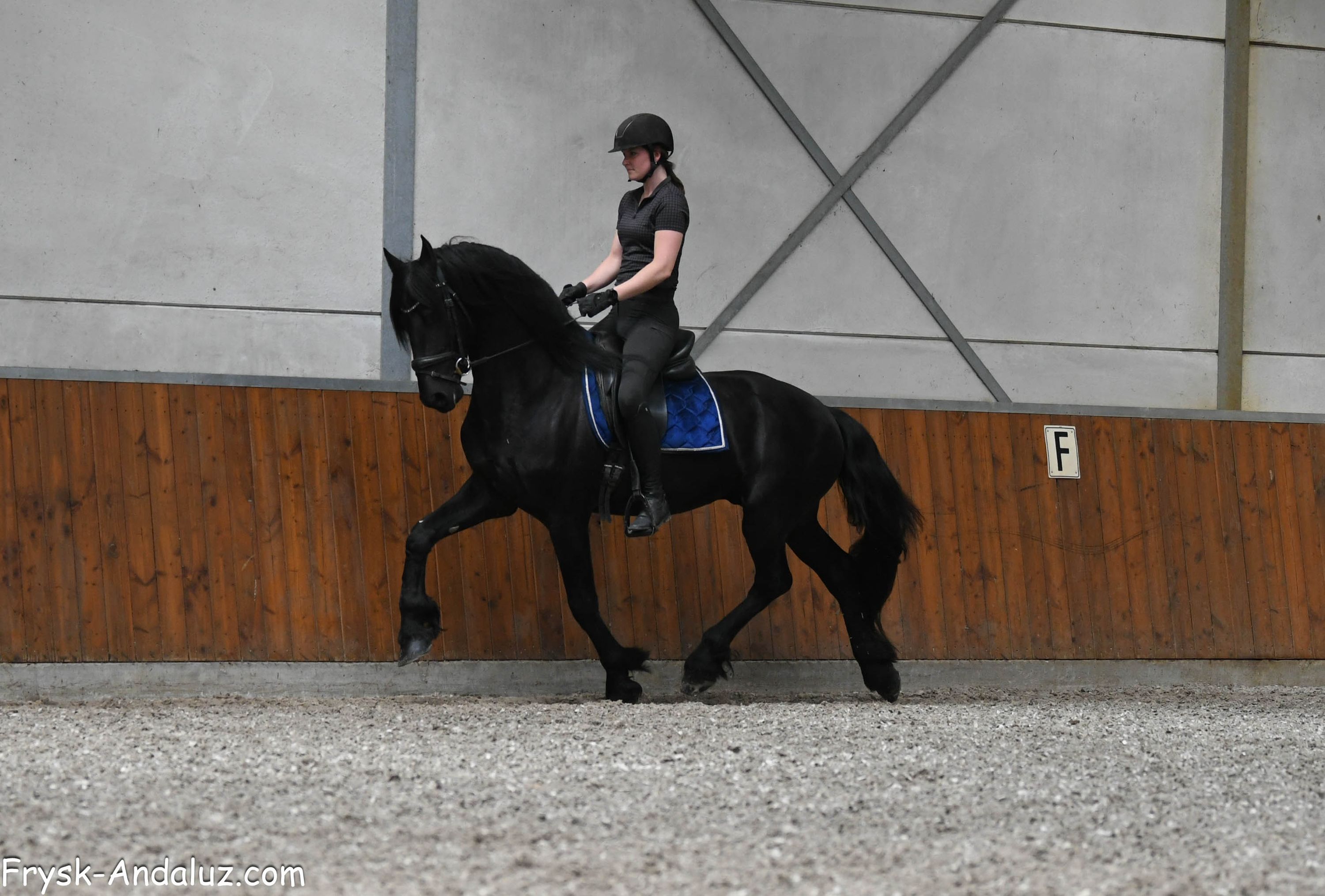 dressuurpaard hengst 3 years old zwart for sale - Photo 6