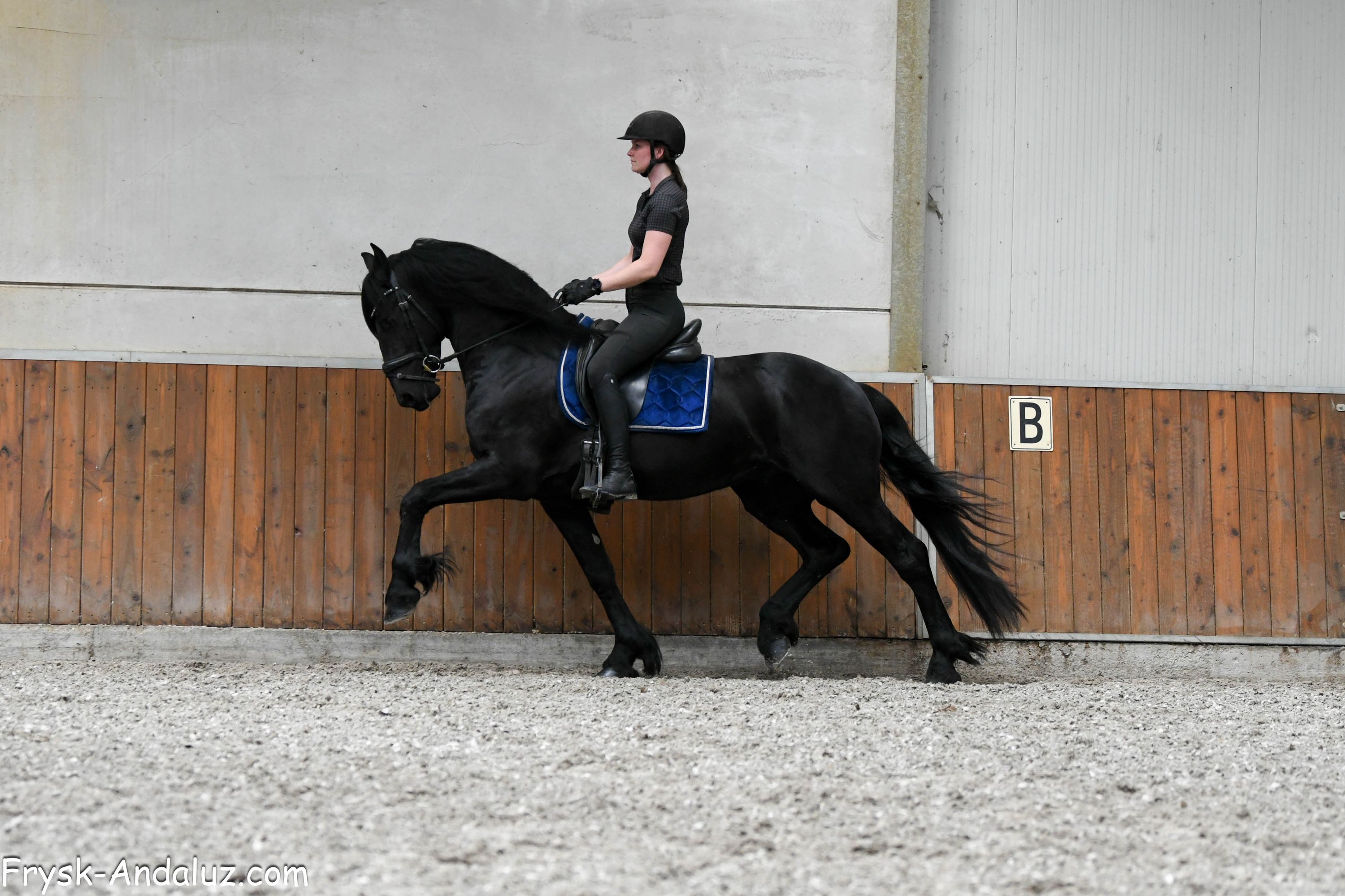 dressuurpaard hengst 3 years old zwart for sale - Photo 4