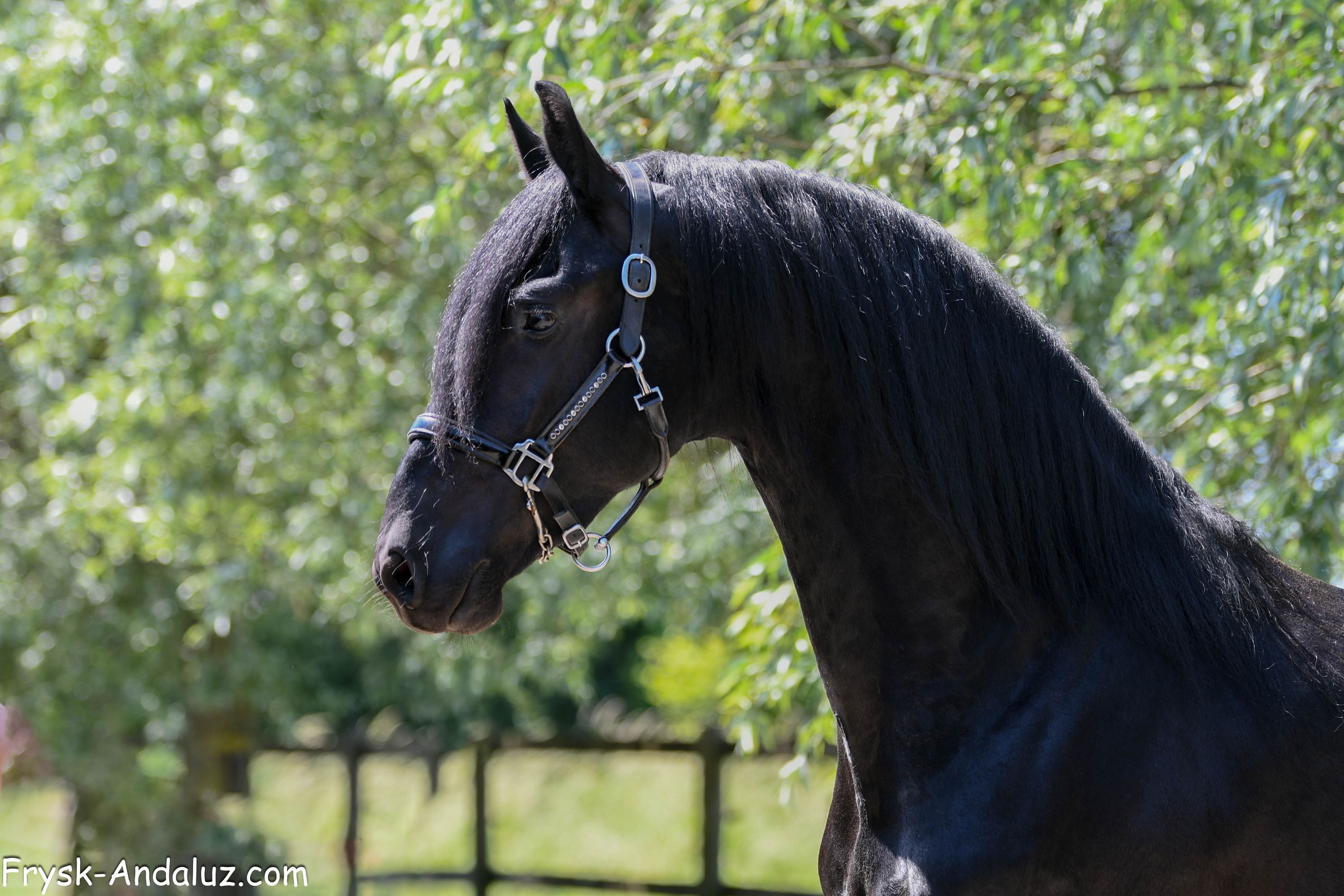 dressuurpaard hengst 3 years old zwart for sale - Photo 3