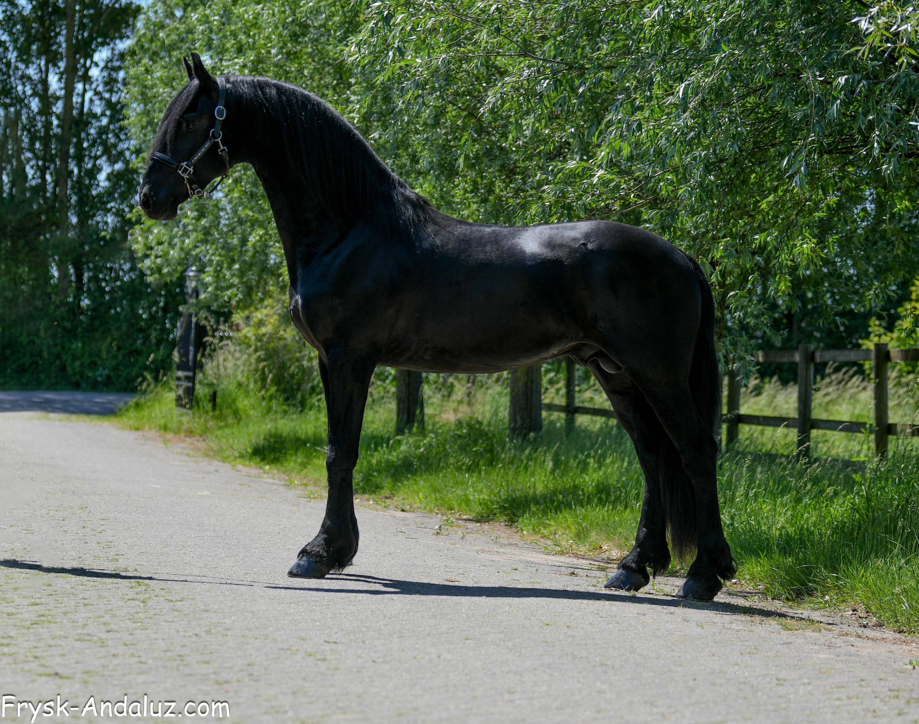 dressuurpaard hengst 3 years old zwart for sale - Photo 2