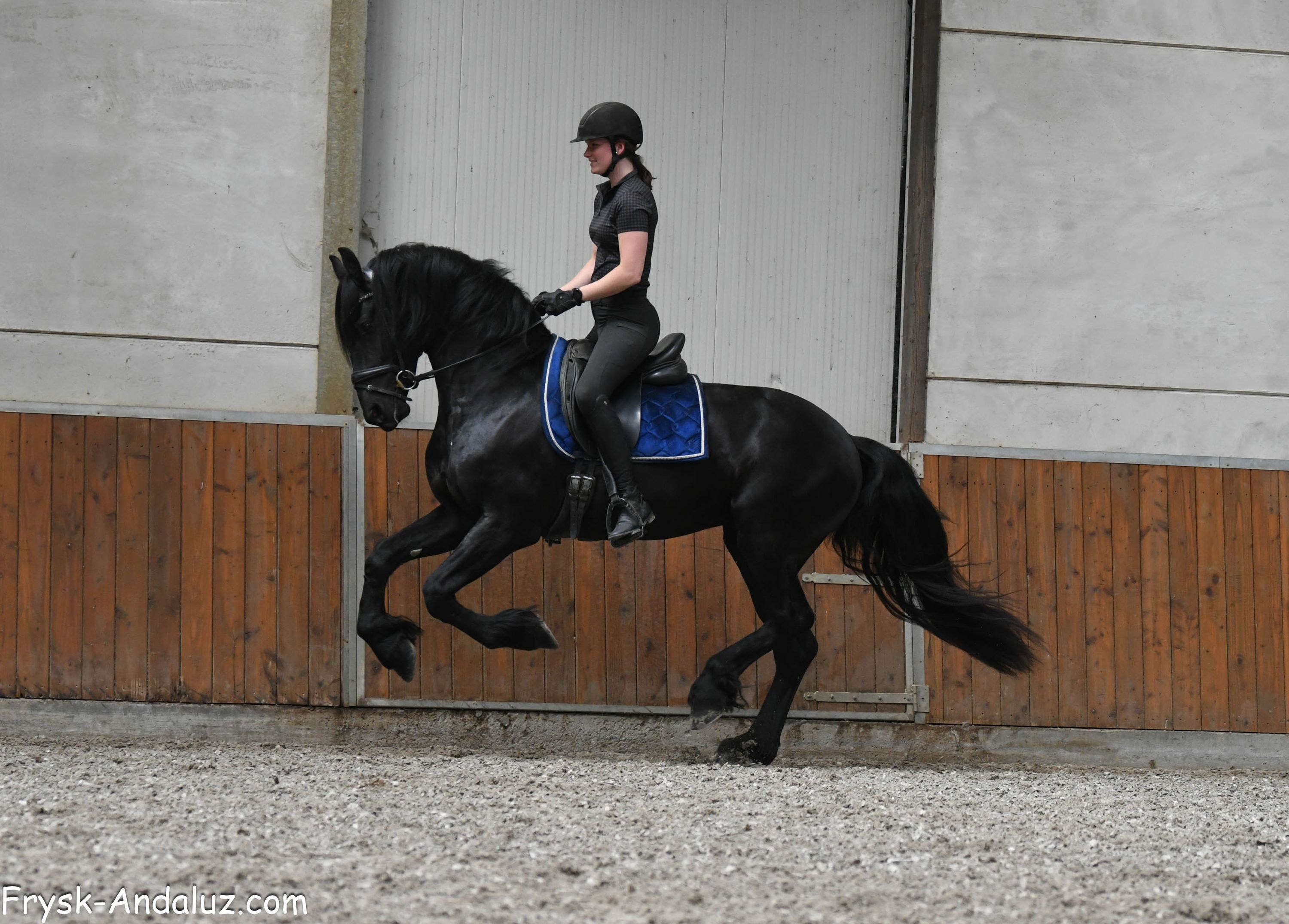 dressuurpaard hengst 3 years old zwart for sale - Photo 5