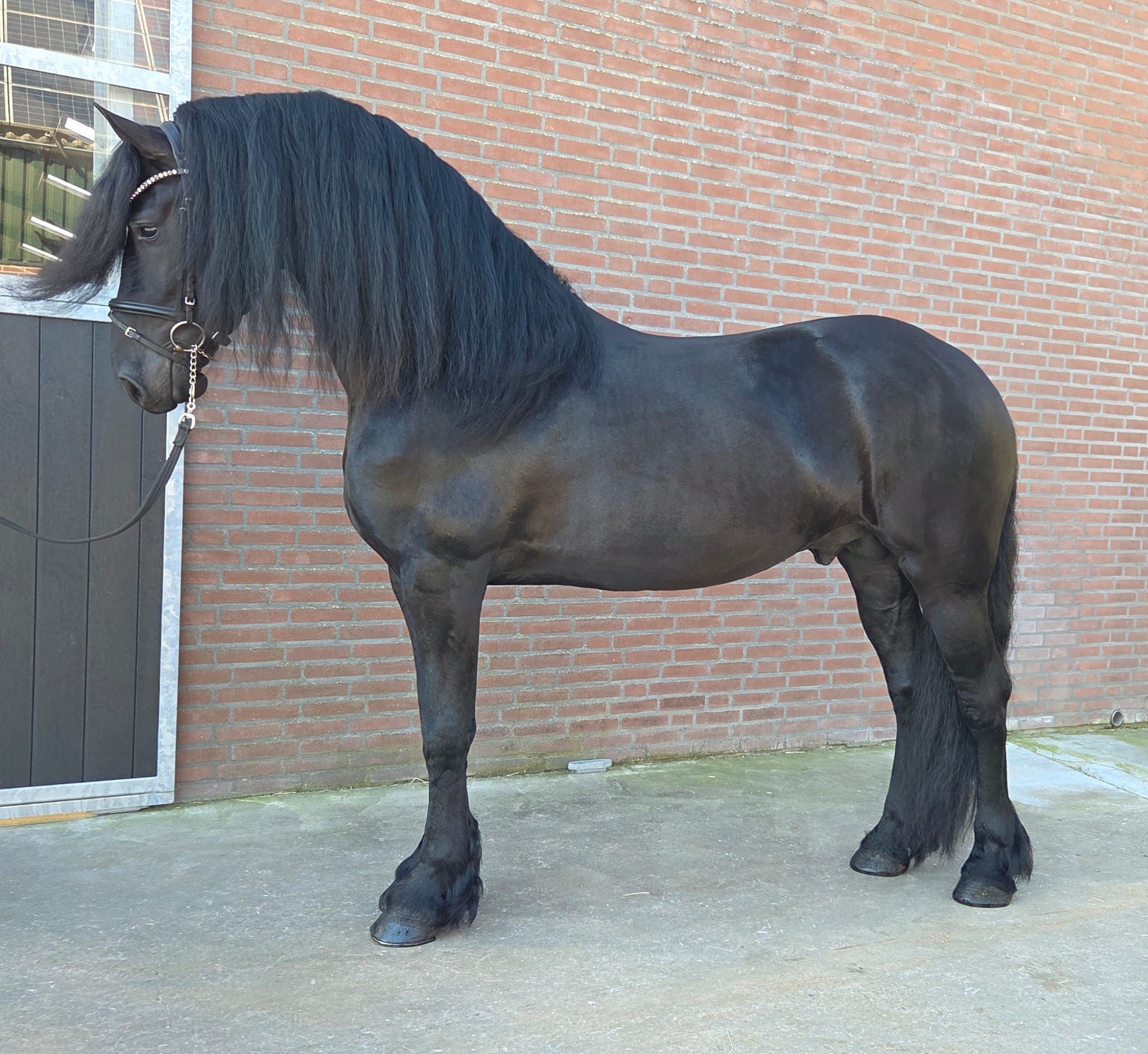 Impressive Friesian stallion (by Elias 494)