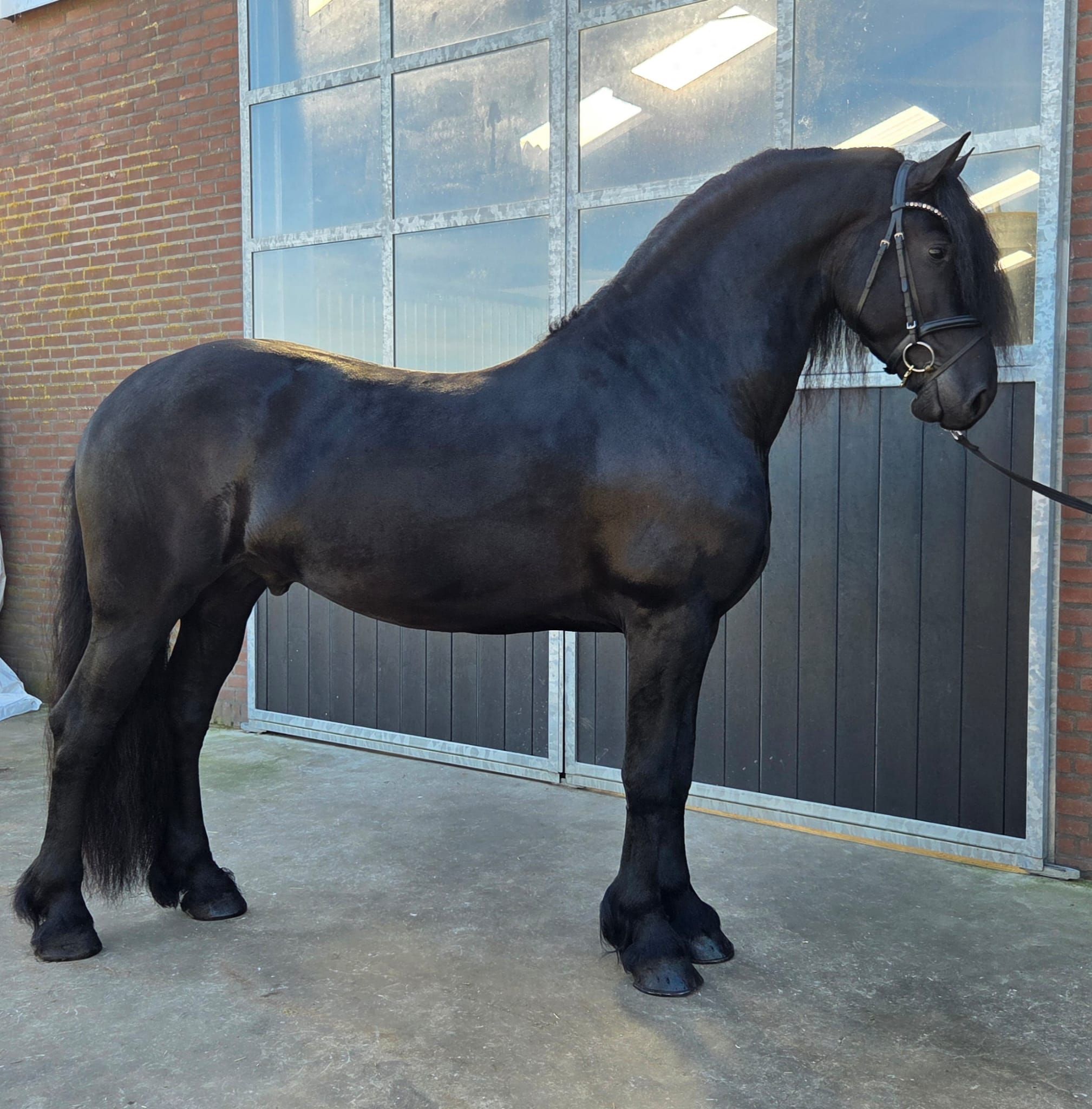 allround-fries hengst 4 years old zwart for sale - Photo 2